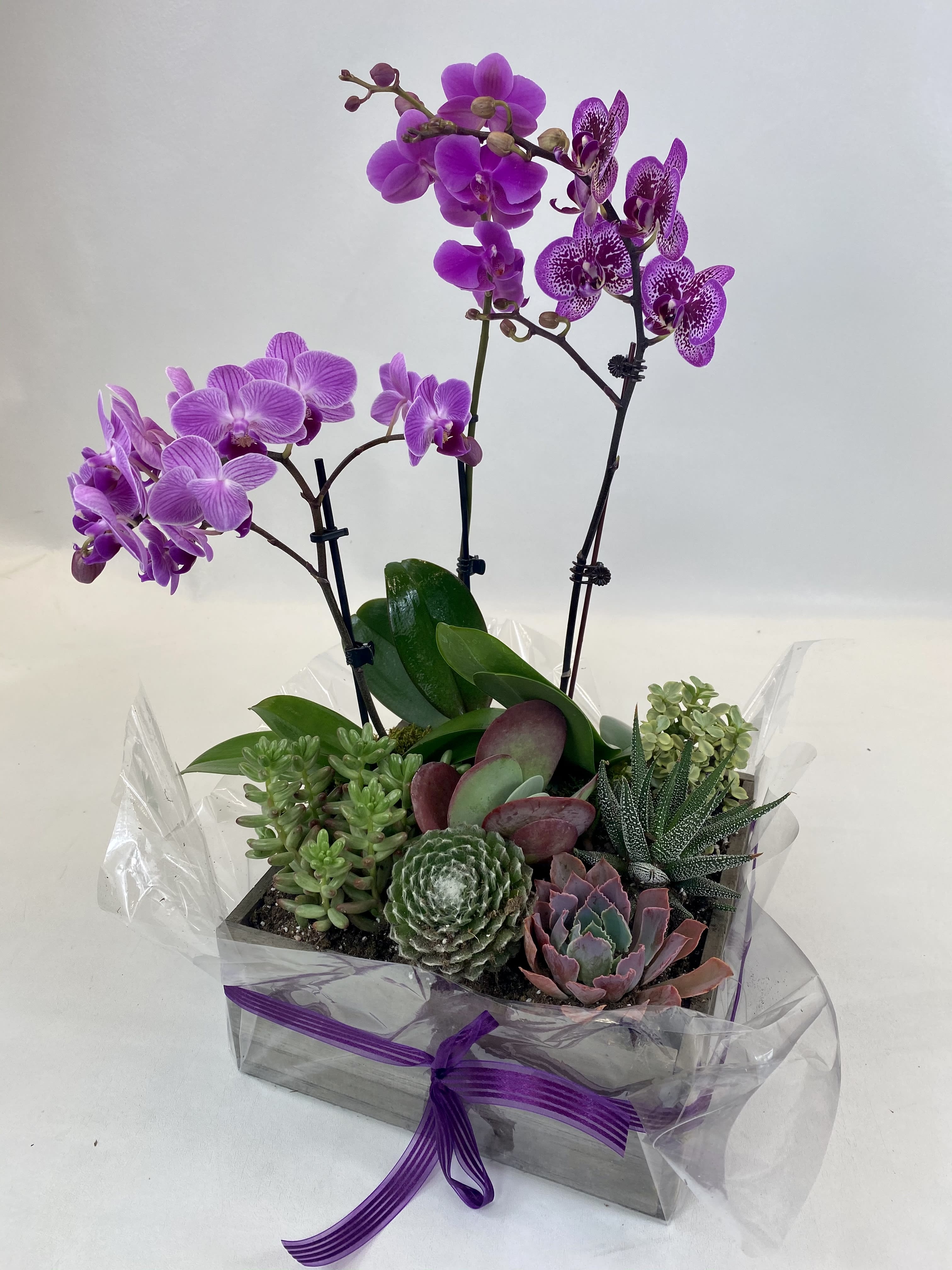 Violet Oasis - A mix of elegant mini orchids and succulents in a wooden box.