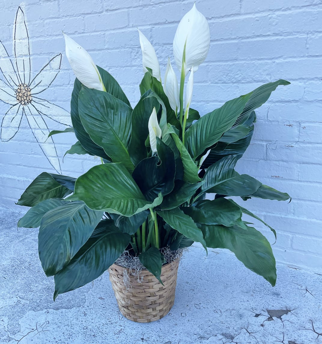 White peace lilies in a woven basket planter