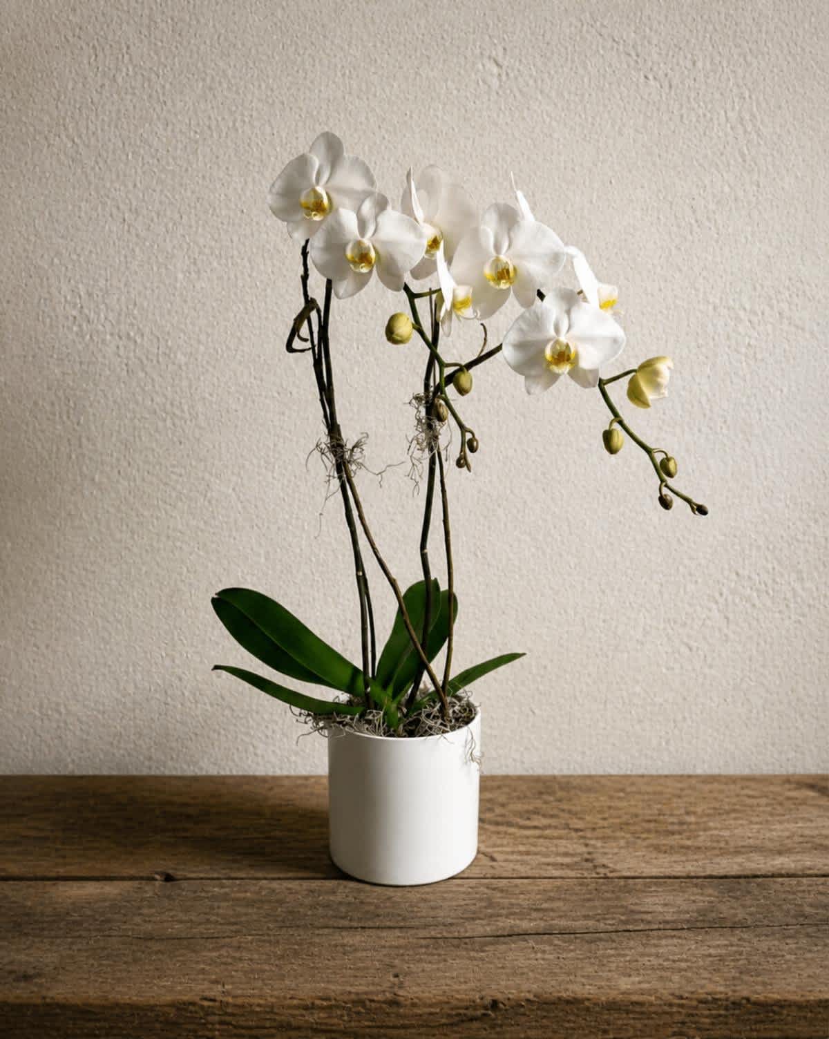 White orchid plant in a white pot on a wooden table