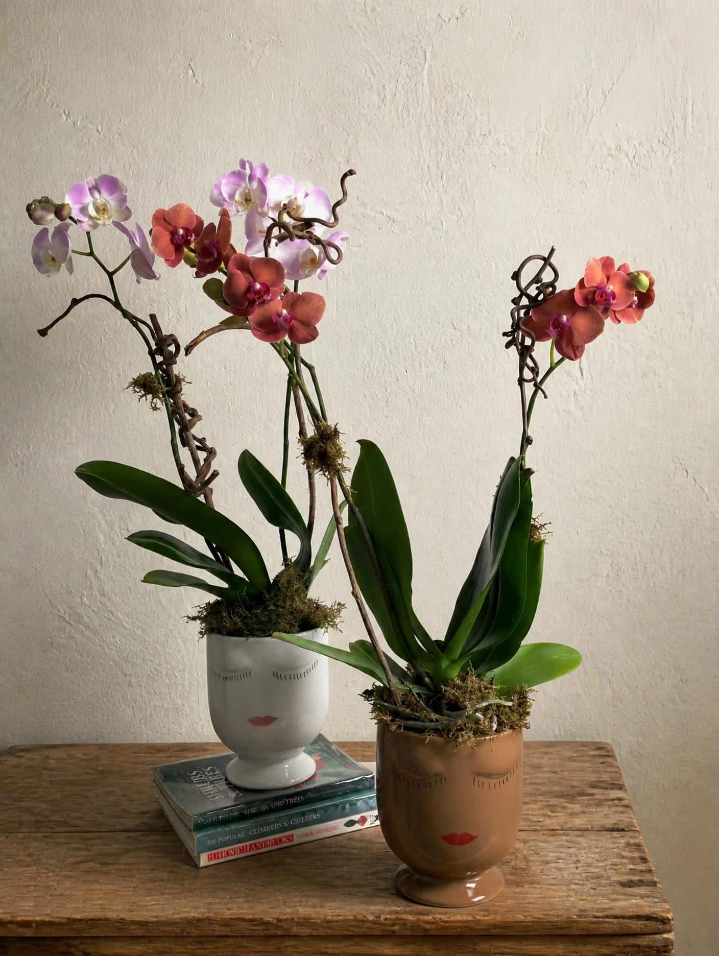 Two potted orchid plants with pink and coral blooms on a wooden table