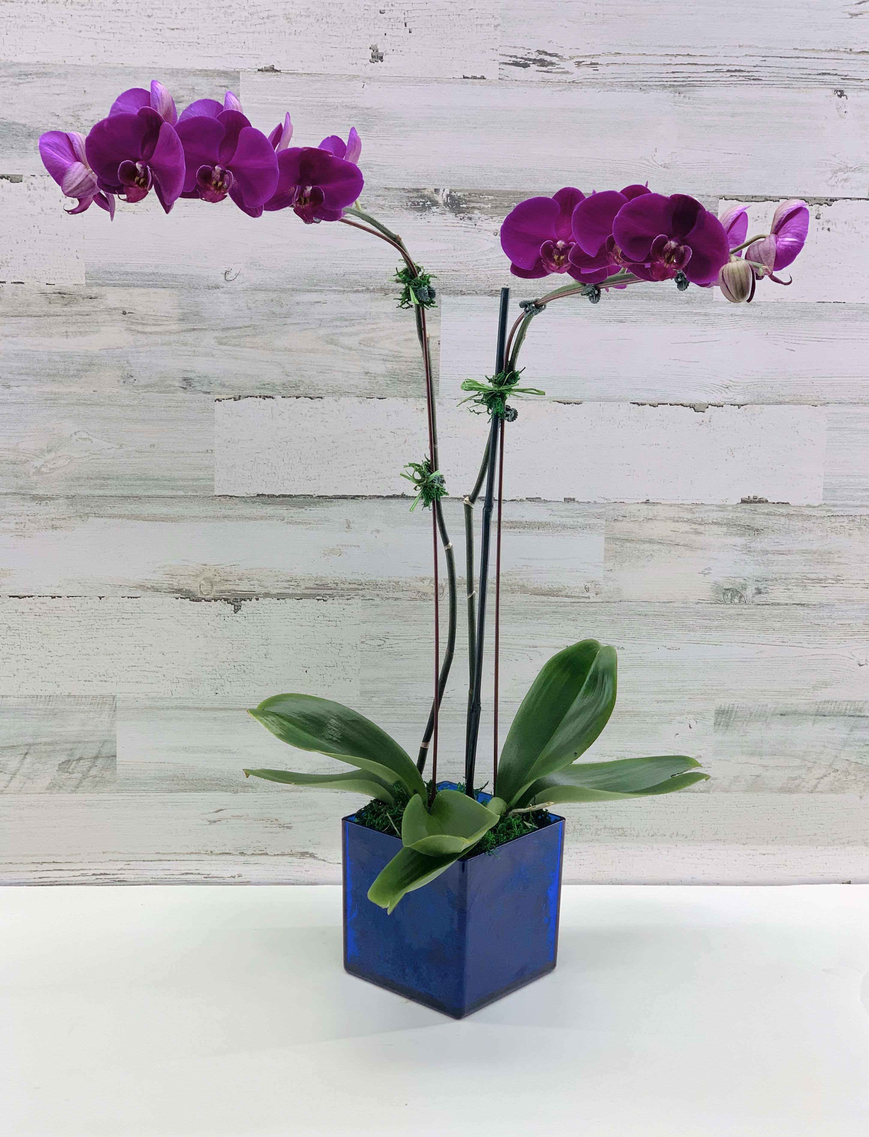 Two purple orchid stems in a blue square vase