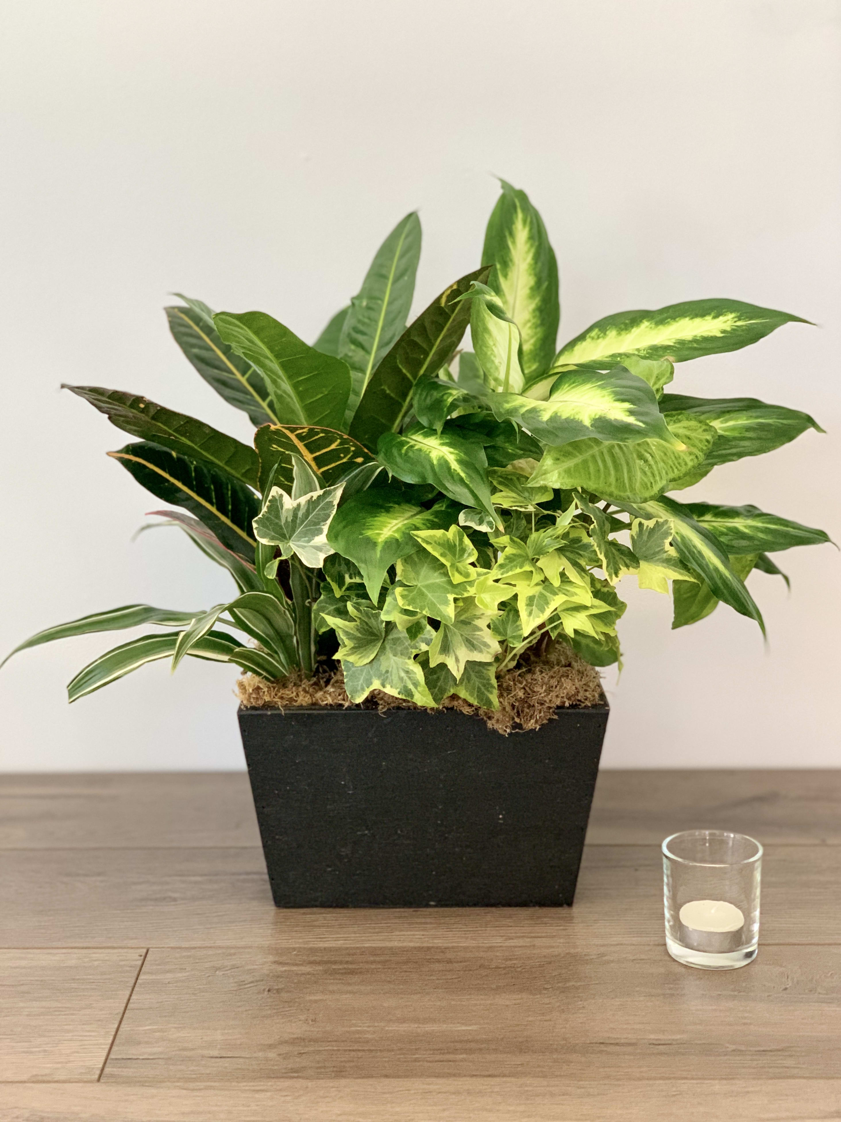 Mixed green houseplants in a black rectangular planter with a small candle beside it