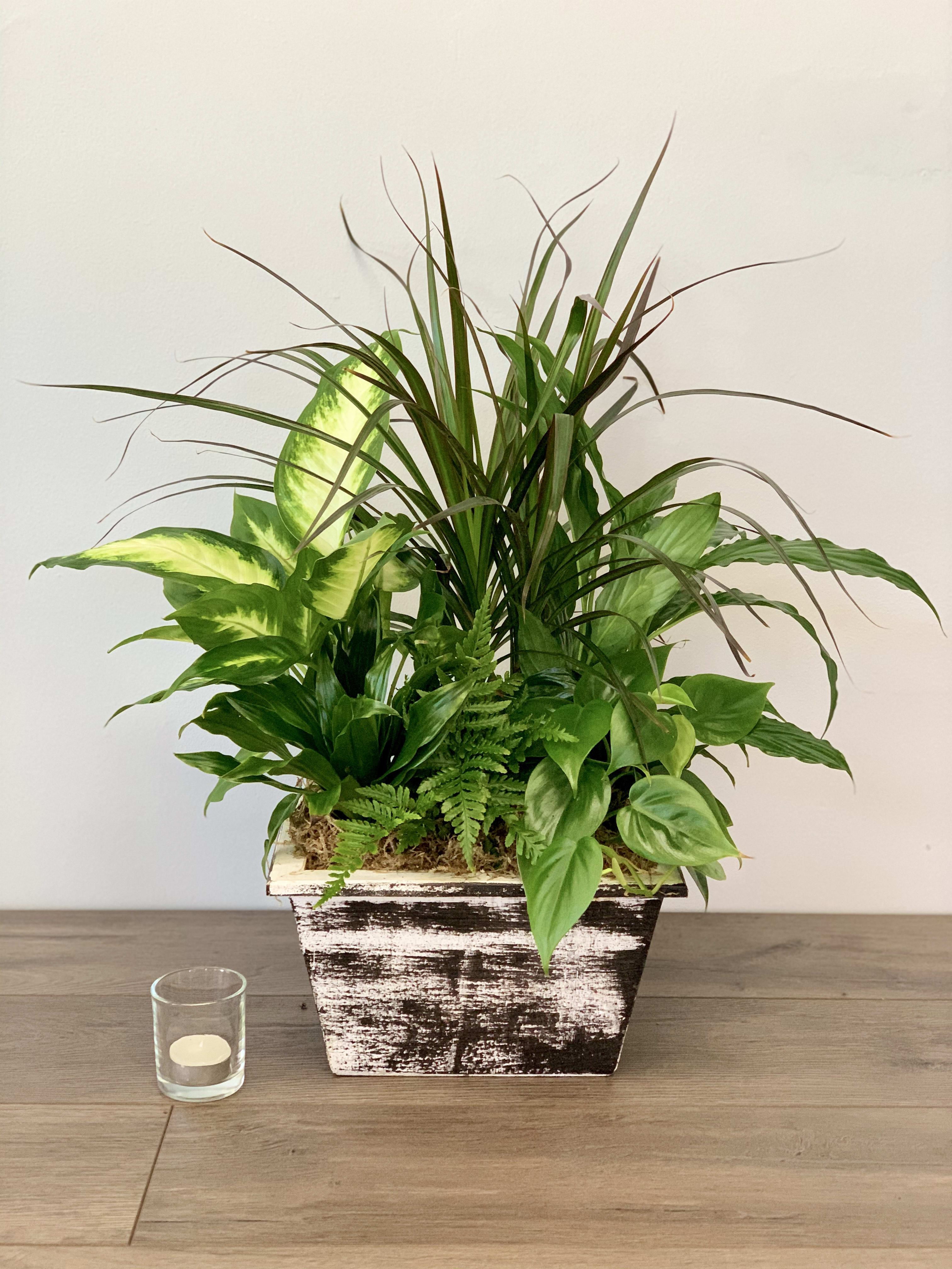 Mixed green houseplant arrangement in a rustic rectangular planter
