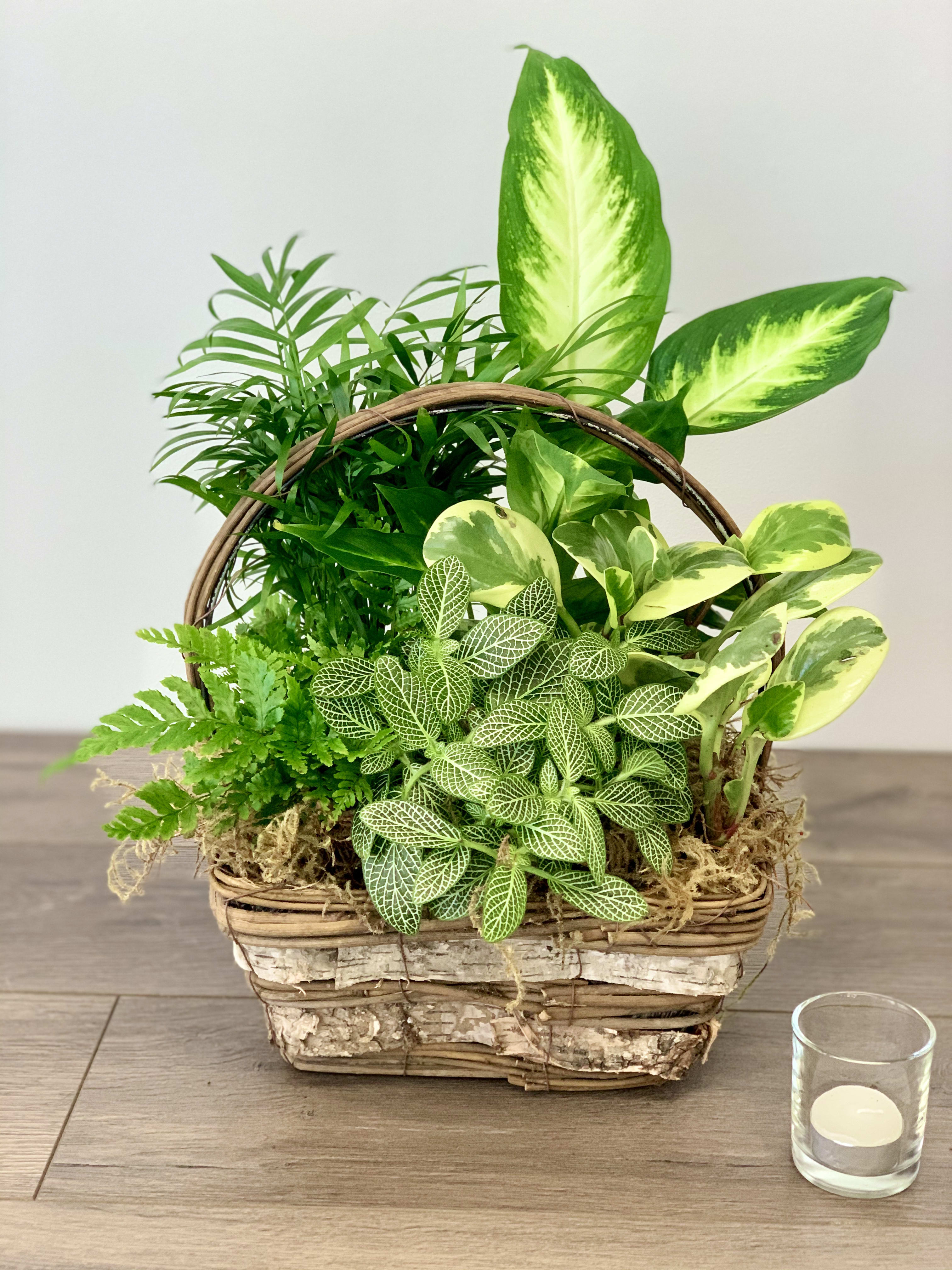 Mixed green houseplants arranged in a wicker basket planter