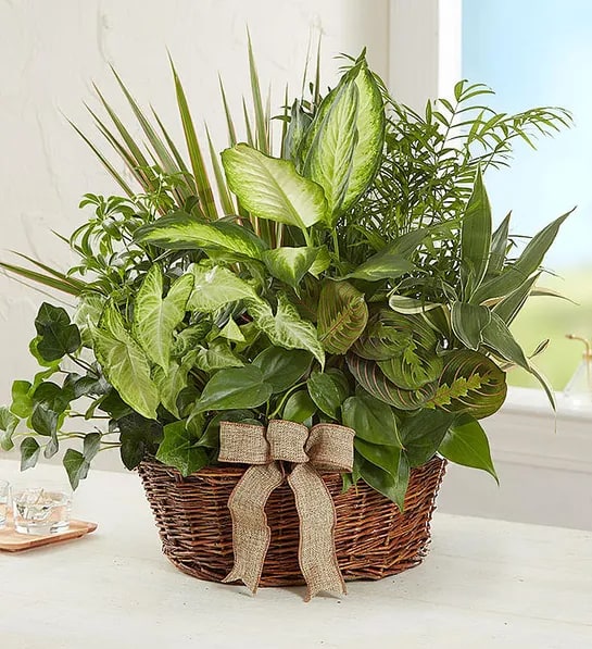 Mixed green houseplants in a wicker basket with a burlap bow