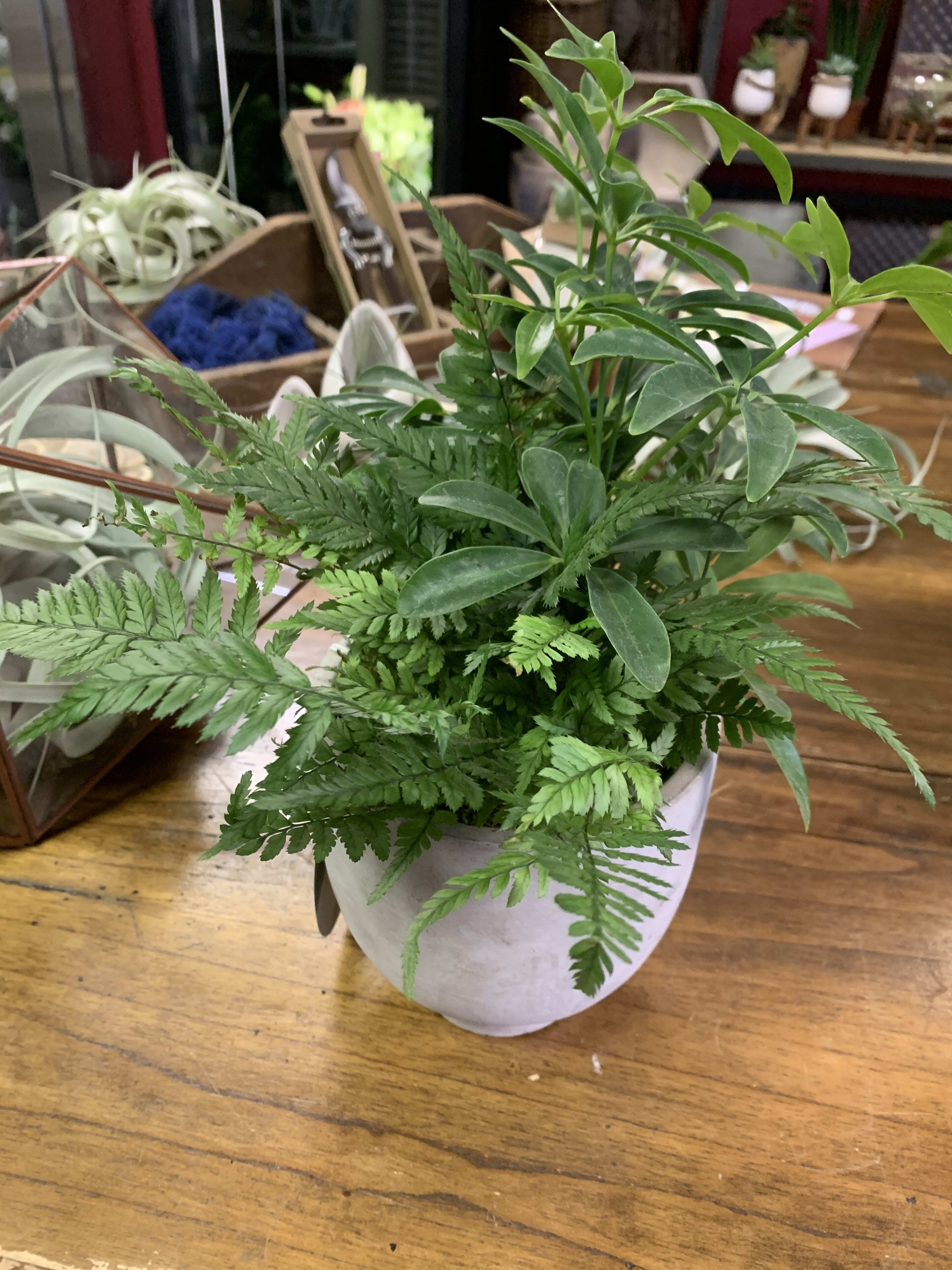 Potted green plant arrangement in a white ceramic container