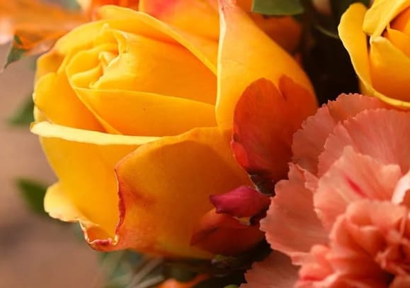 Close-up of yellow roses with pink carnations