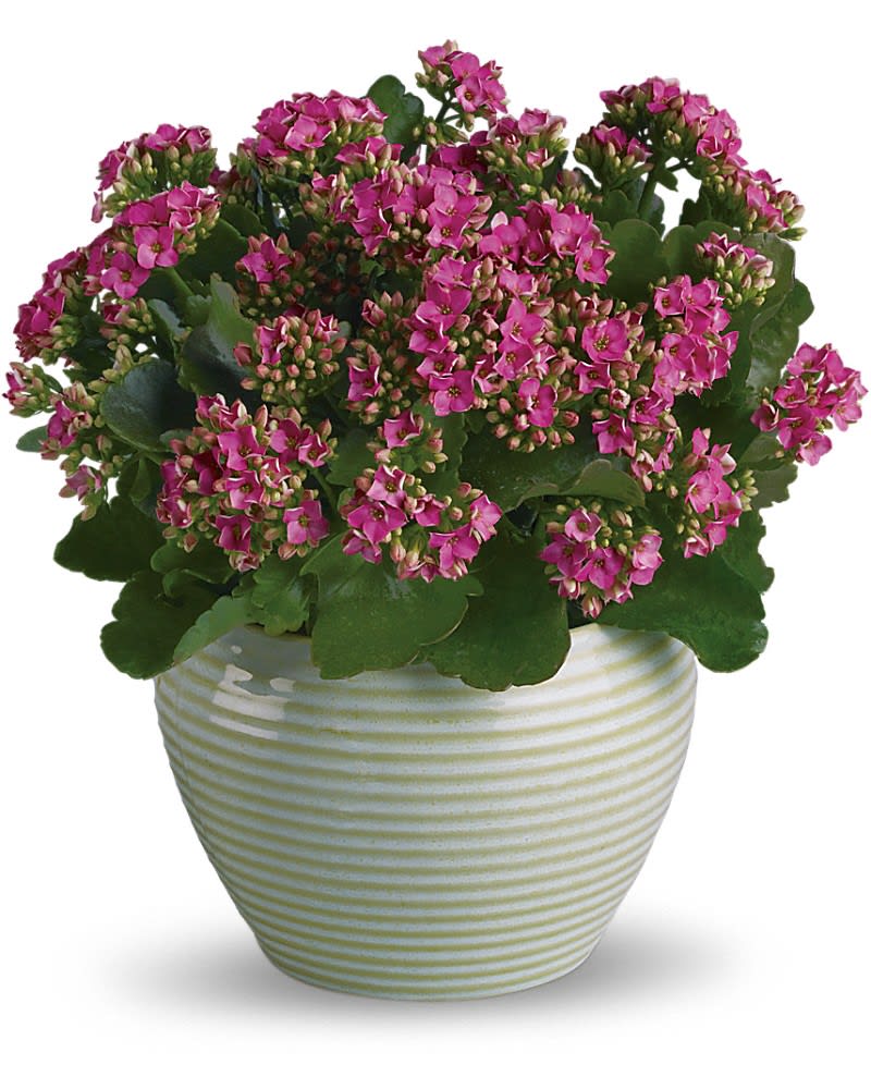 Pink flowering plant in a striped ceramic pot