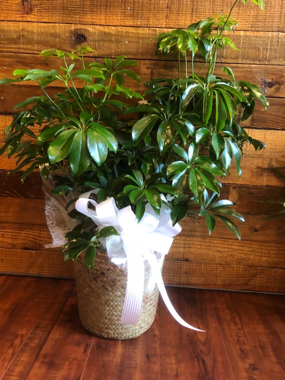 Potted green houseplant in a woven basket with a white ribbon
