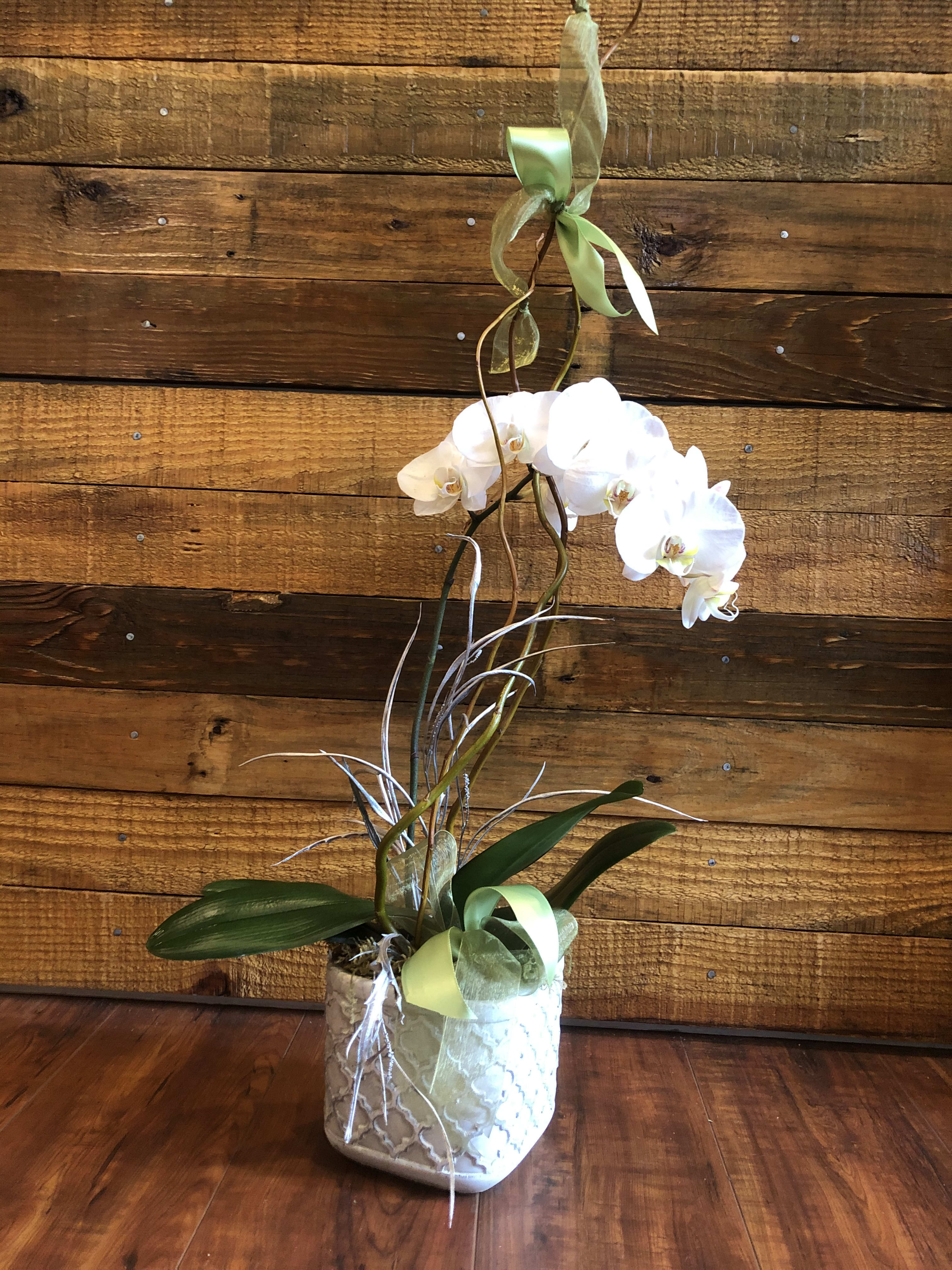 White orchid arrangement in a decorative pot with ribbon accents