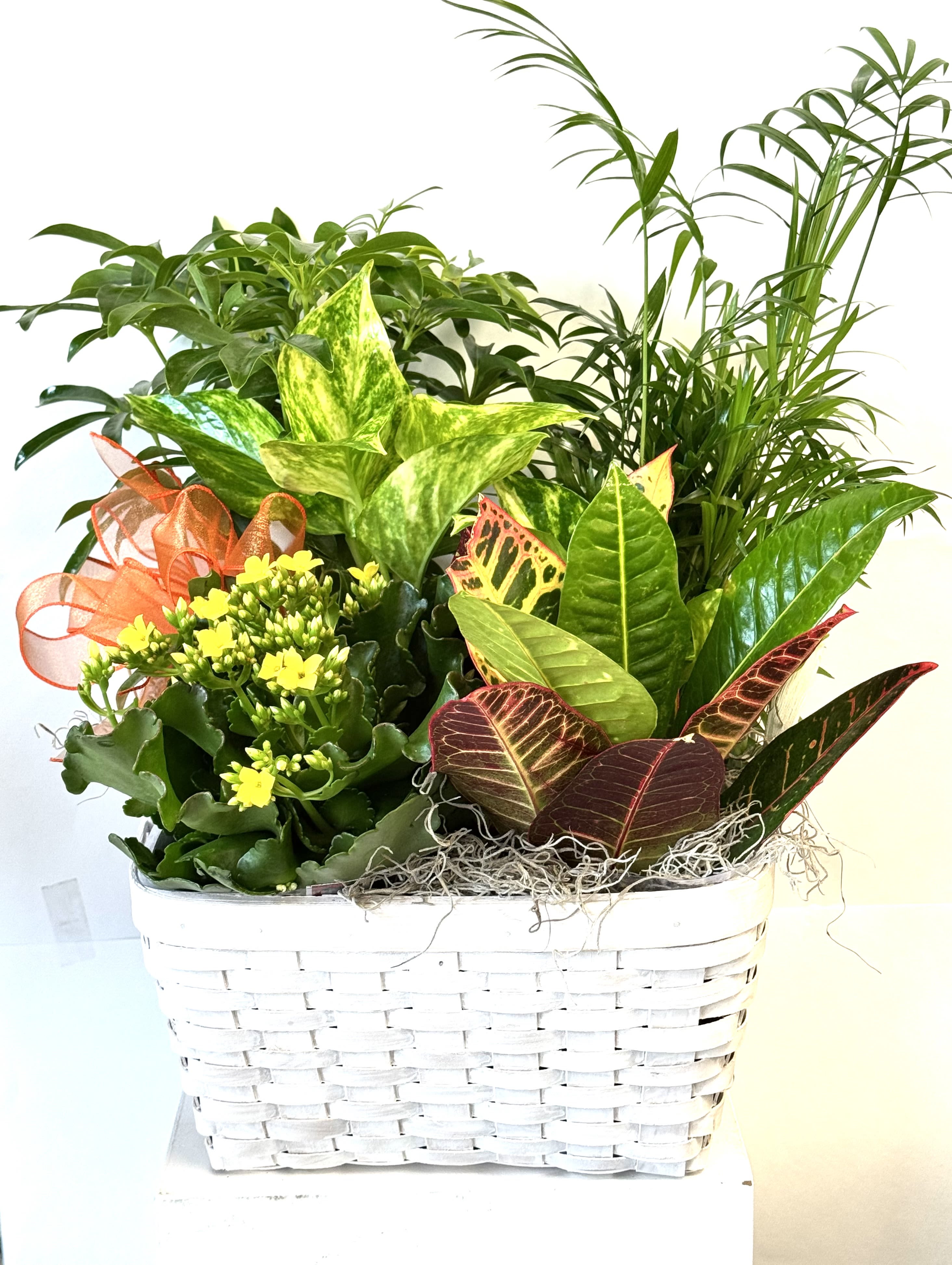 Mixed potted plants in a white wicker basket with a ribbon