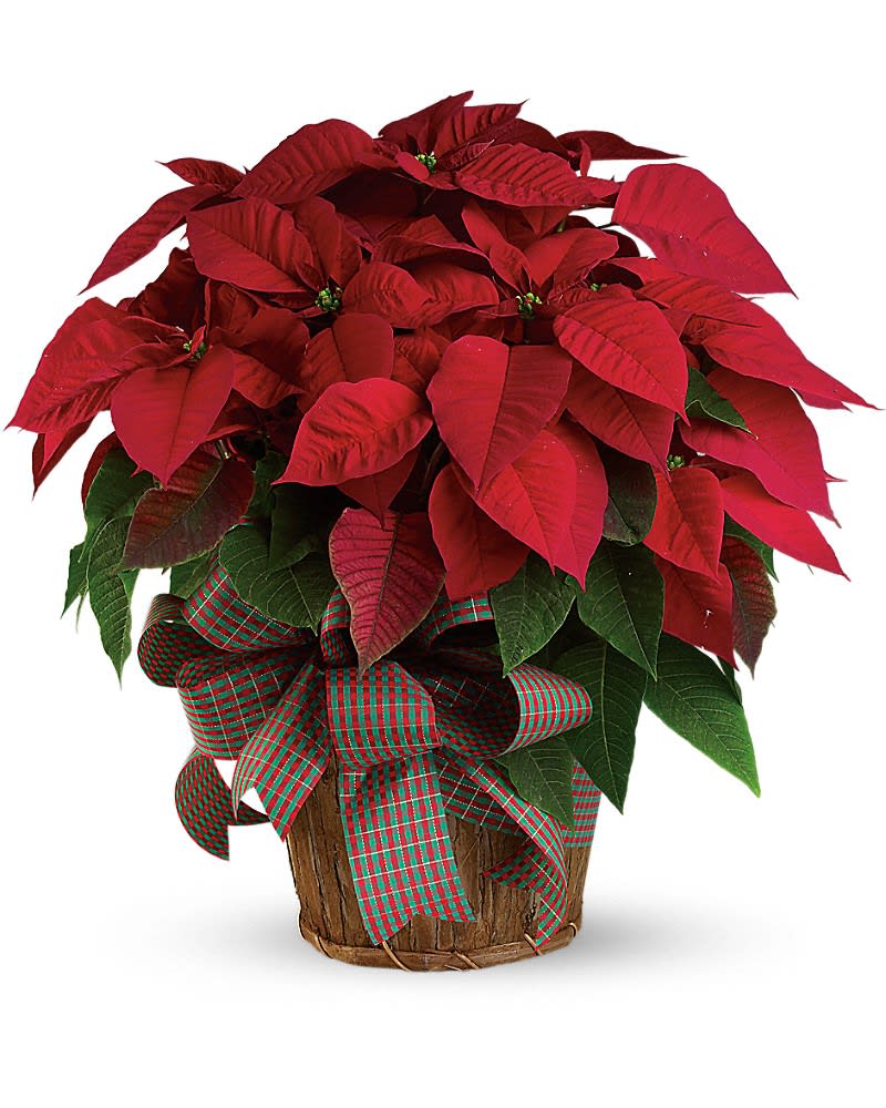 Red poinsettia plant in a woven basket with a red and green plaid bow.