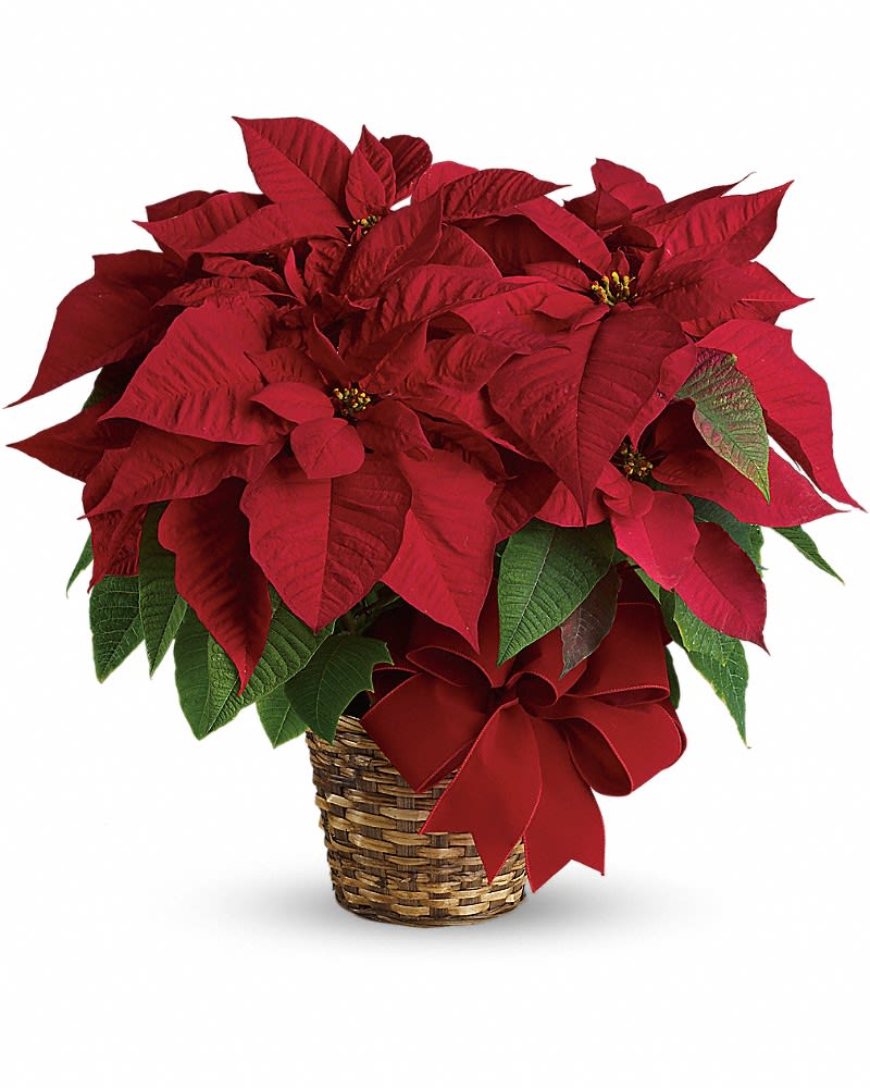 Red poinsettia plant in a woven basket with a red bow.
