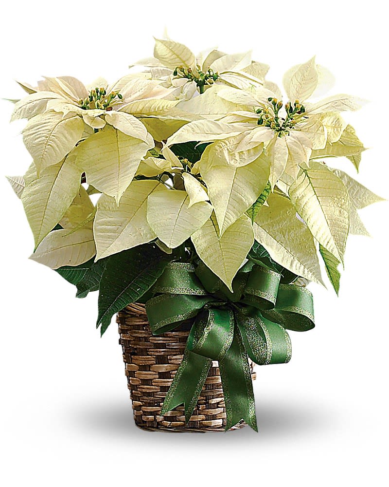 Cream poinsettia plant in a woven basket with a green ribbon bow