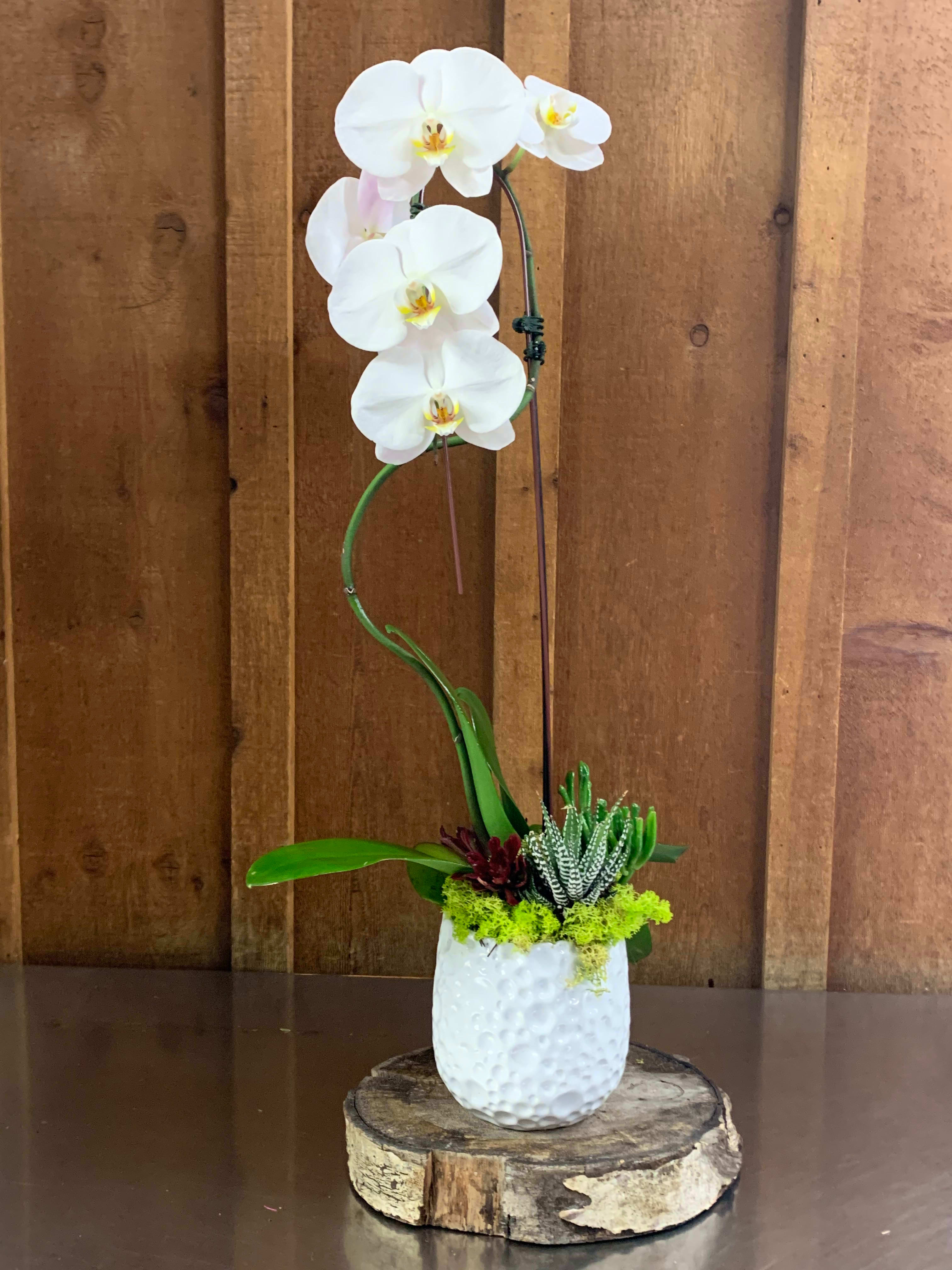 White orchid stems in a textured white pot with succulents