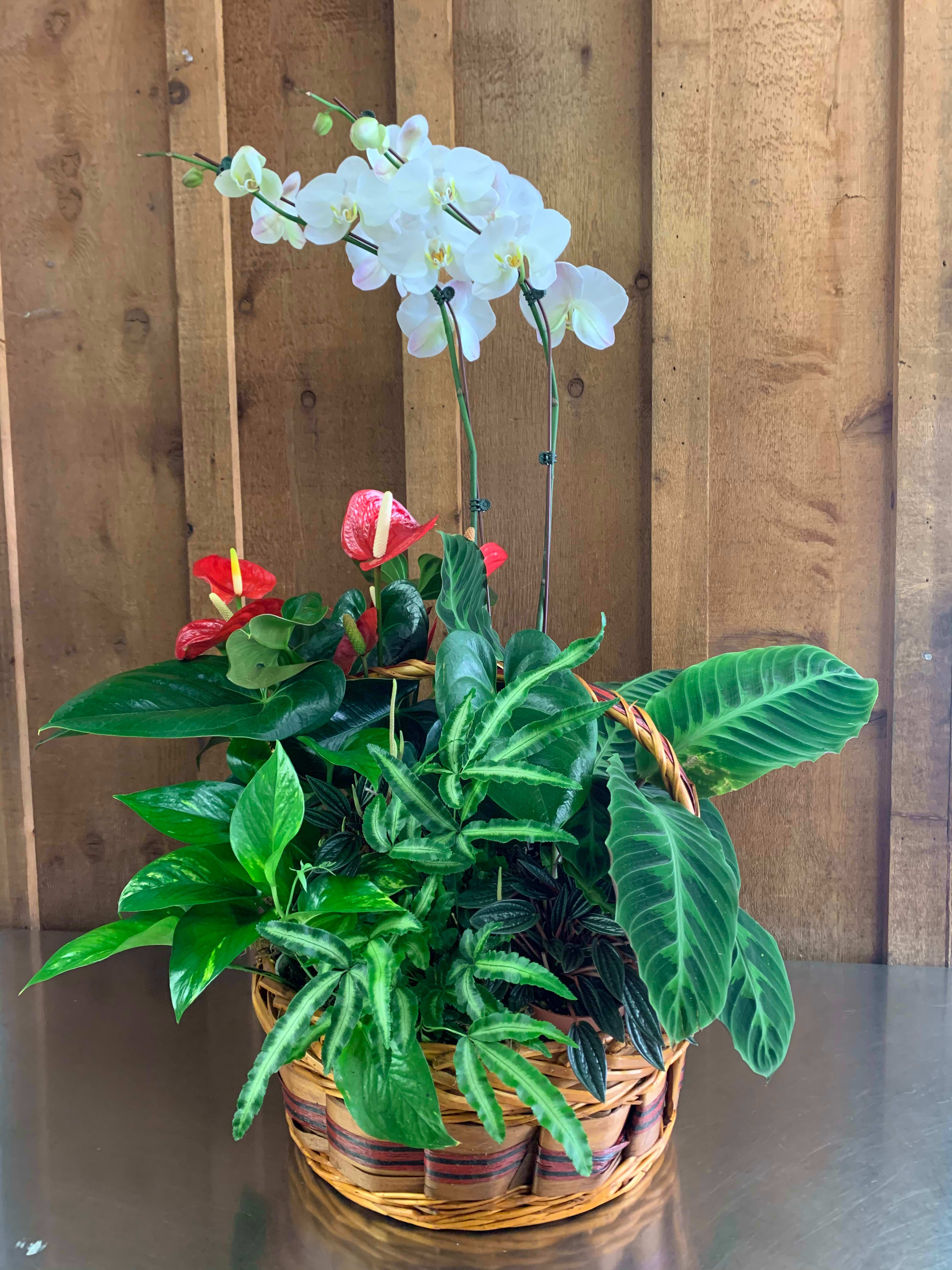 Basket planter with white orchids and assorted green houseplants