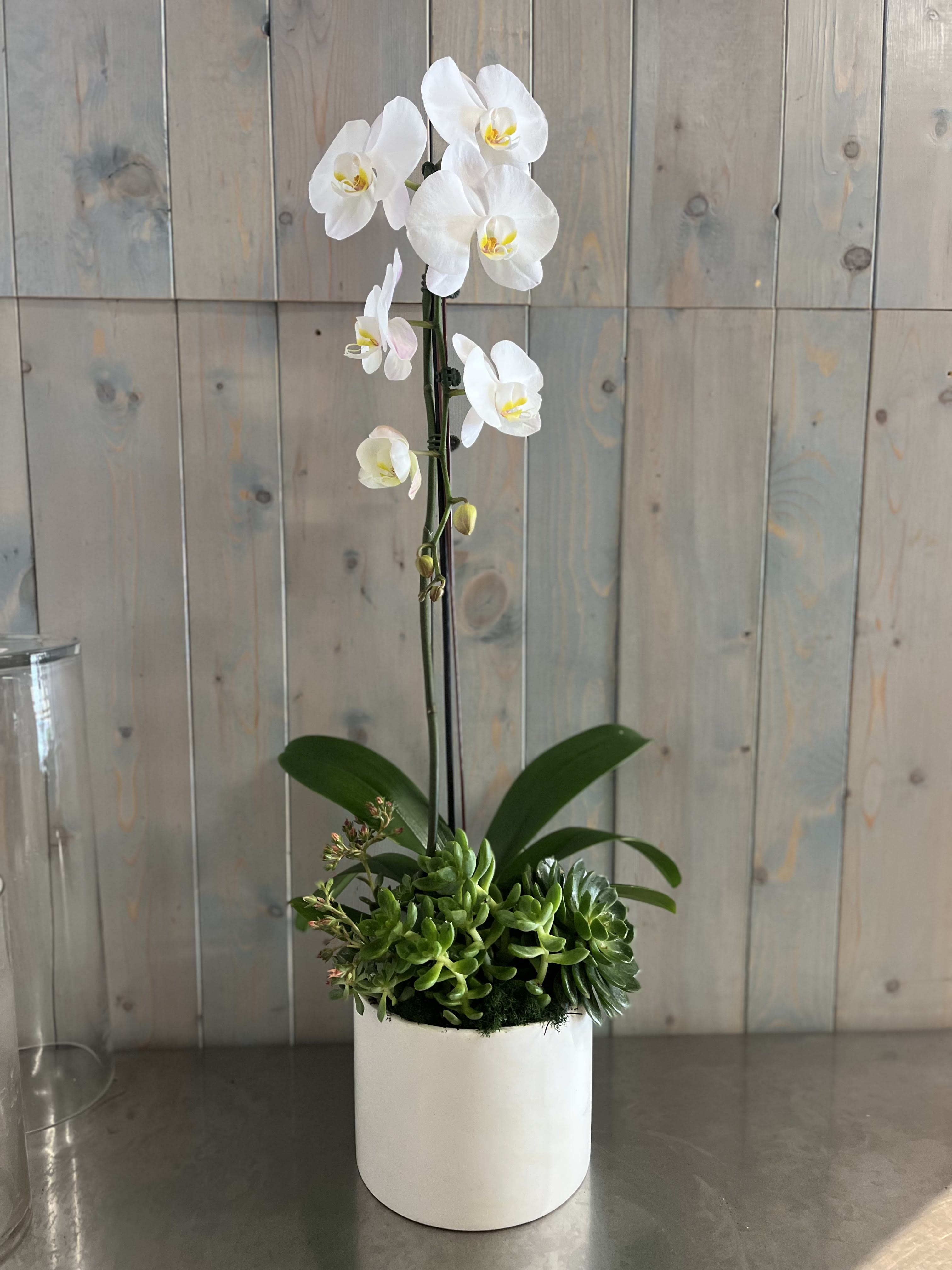 White orchid arrangement in a white pot with green succulents