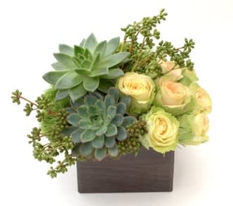 Lasting Love - Succulents have come out of the sand boxes and terrariums and jumped right into the midst of elegant flower arrangements. Florists have not been slow to recognize that these sometimes strange-looking and versatile plants ca make quite a statement in a floral design. And not only in desert or Southwestern-style designs. These plants have enough variety to fit in anywhere.
