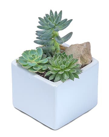 Cube of Succs - Succulents have come out of the sand boxes and terrariums and jumped right into the midst of elegant flower arrangements. Florists have not been slow to recognize that these sometimes strange-looking and versatile plants ca make quite a statement in a floral design. And not only in desert or Southwestern-style designs. These plants have enough variety to fit in anywhere.