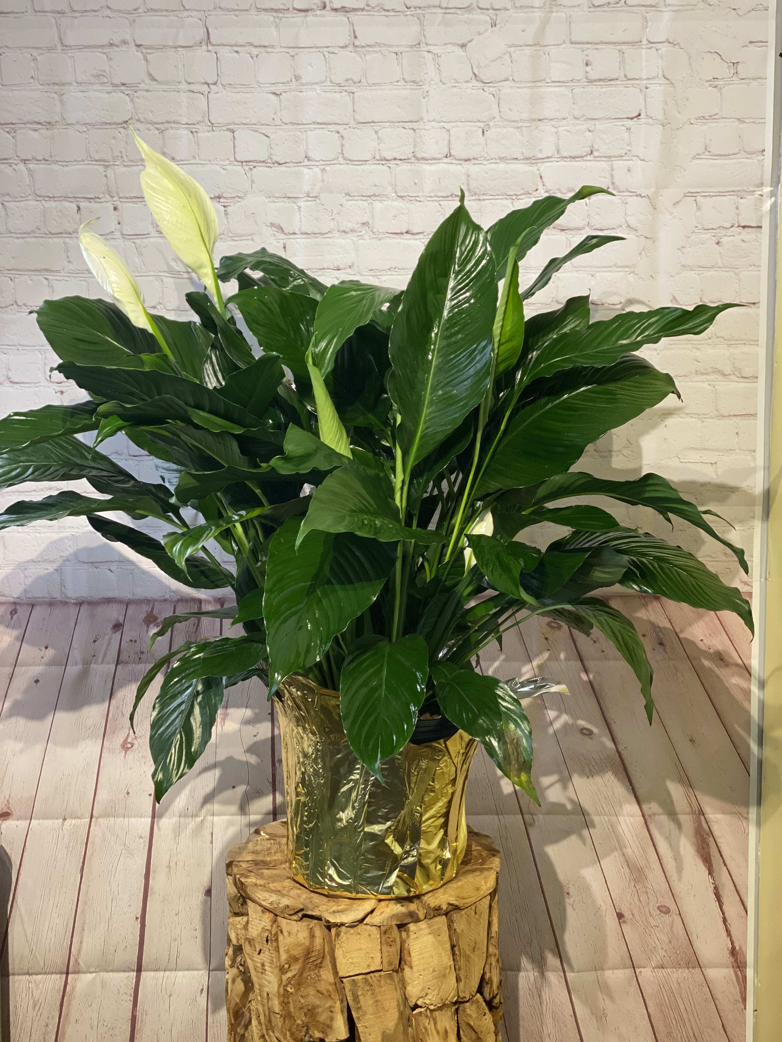 Potted peace lily plant with white blooms and glossy green leaves