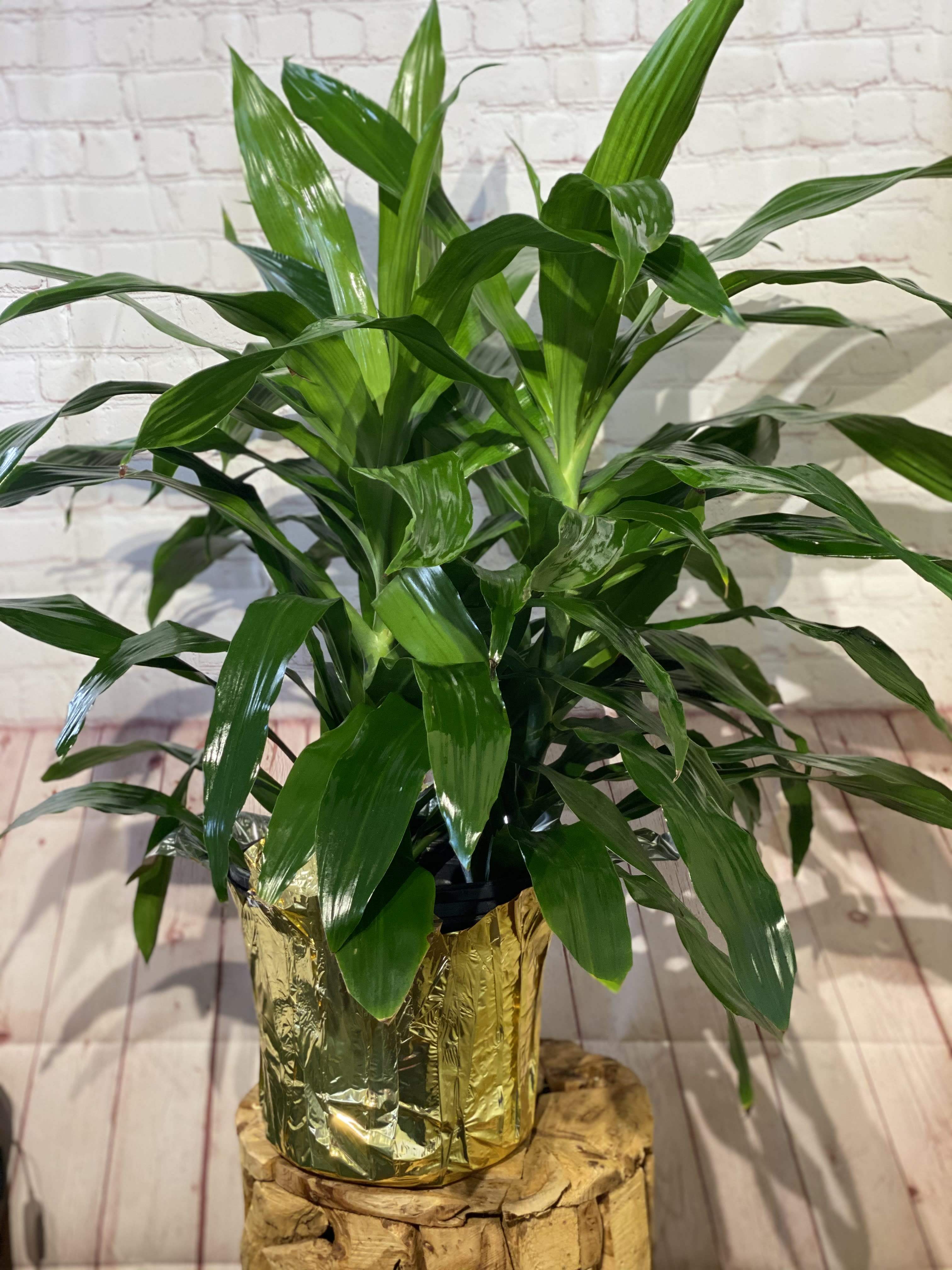 Potted green houseplant with broad glossy leaves in a gold foil wrap