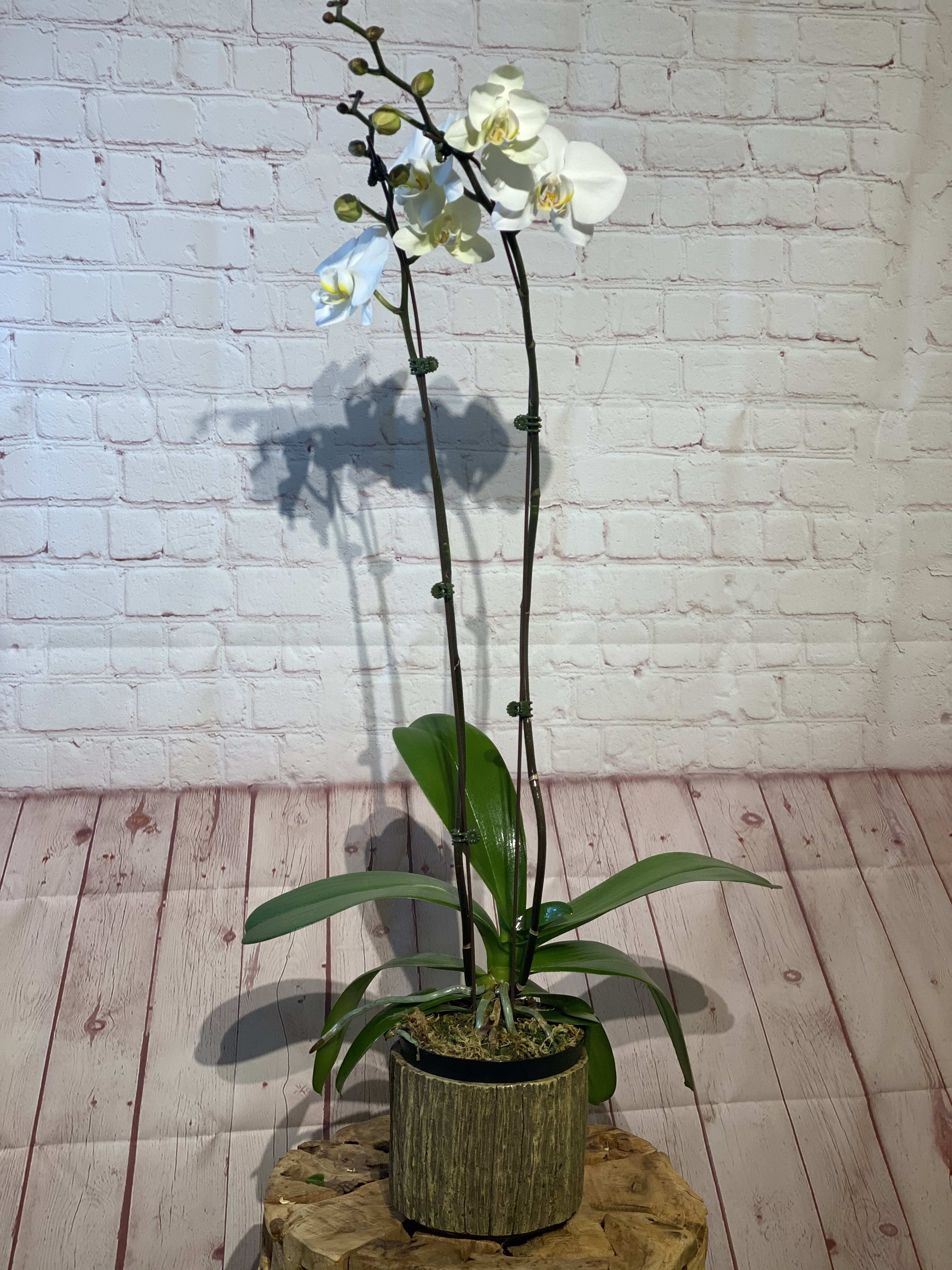 White orchid plant in a decorative pot on a wood stand