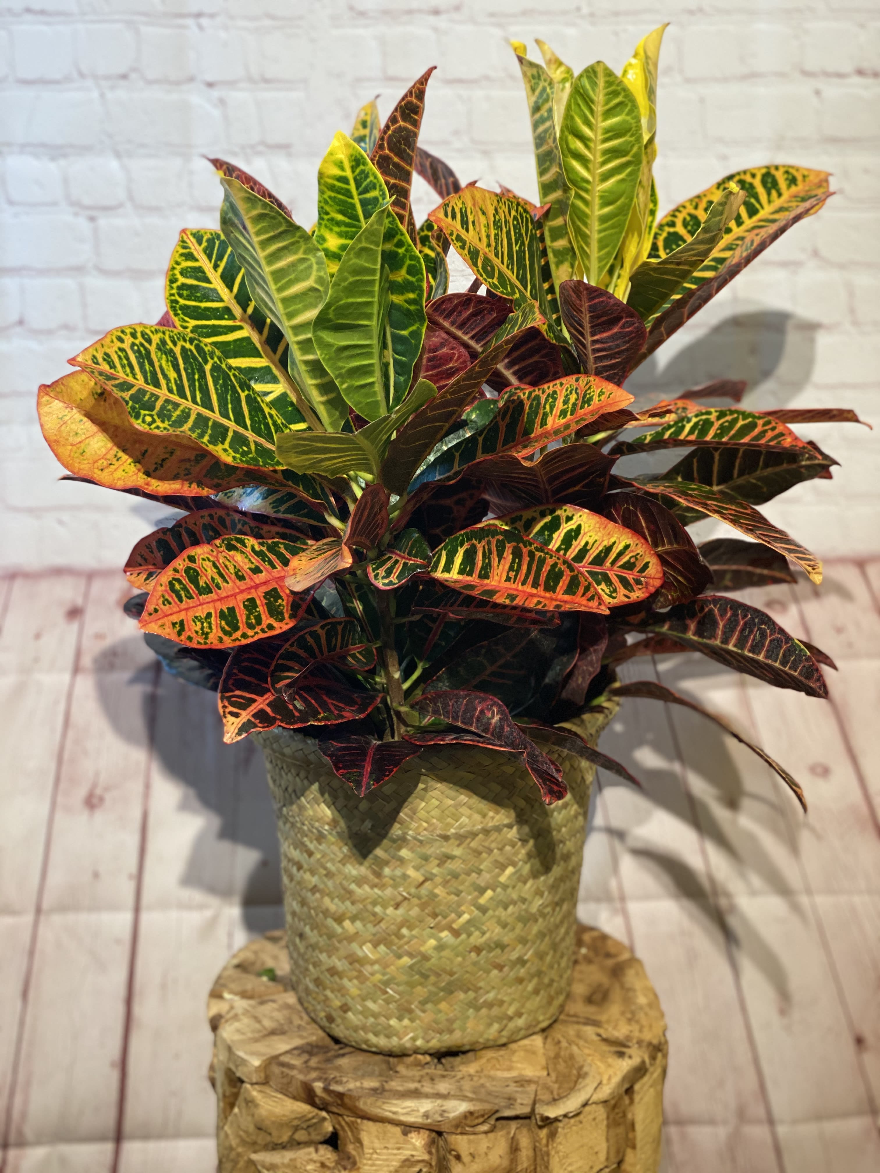 Potted croton plant with multicolored leaves in a woven basket