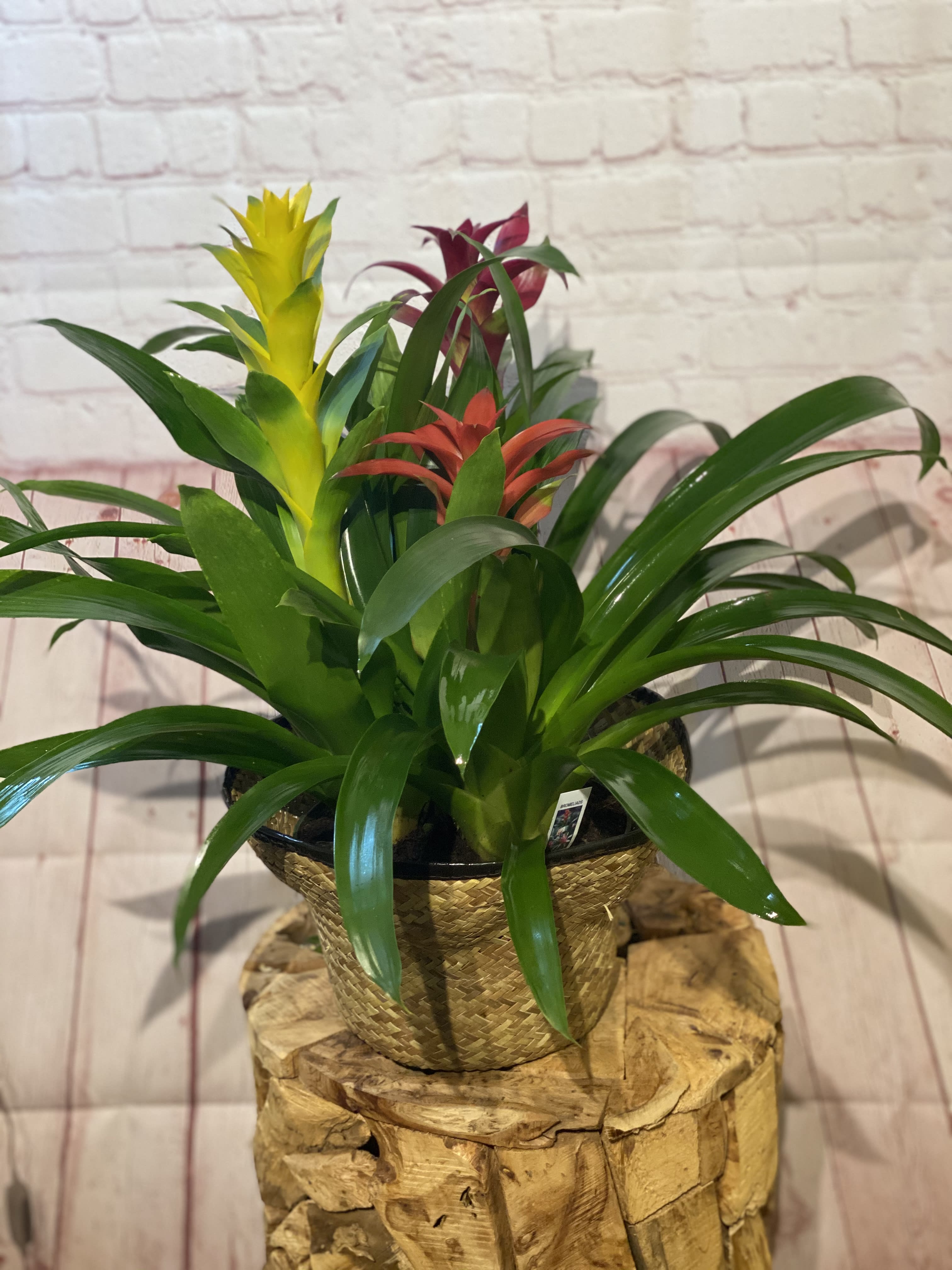 Potted bromeliad plants with yellow and red blooms in a woven basket