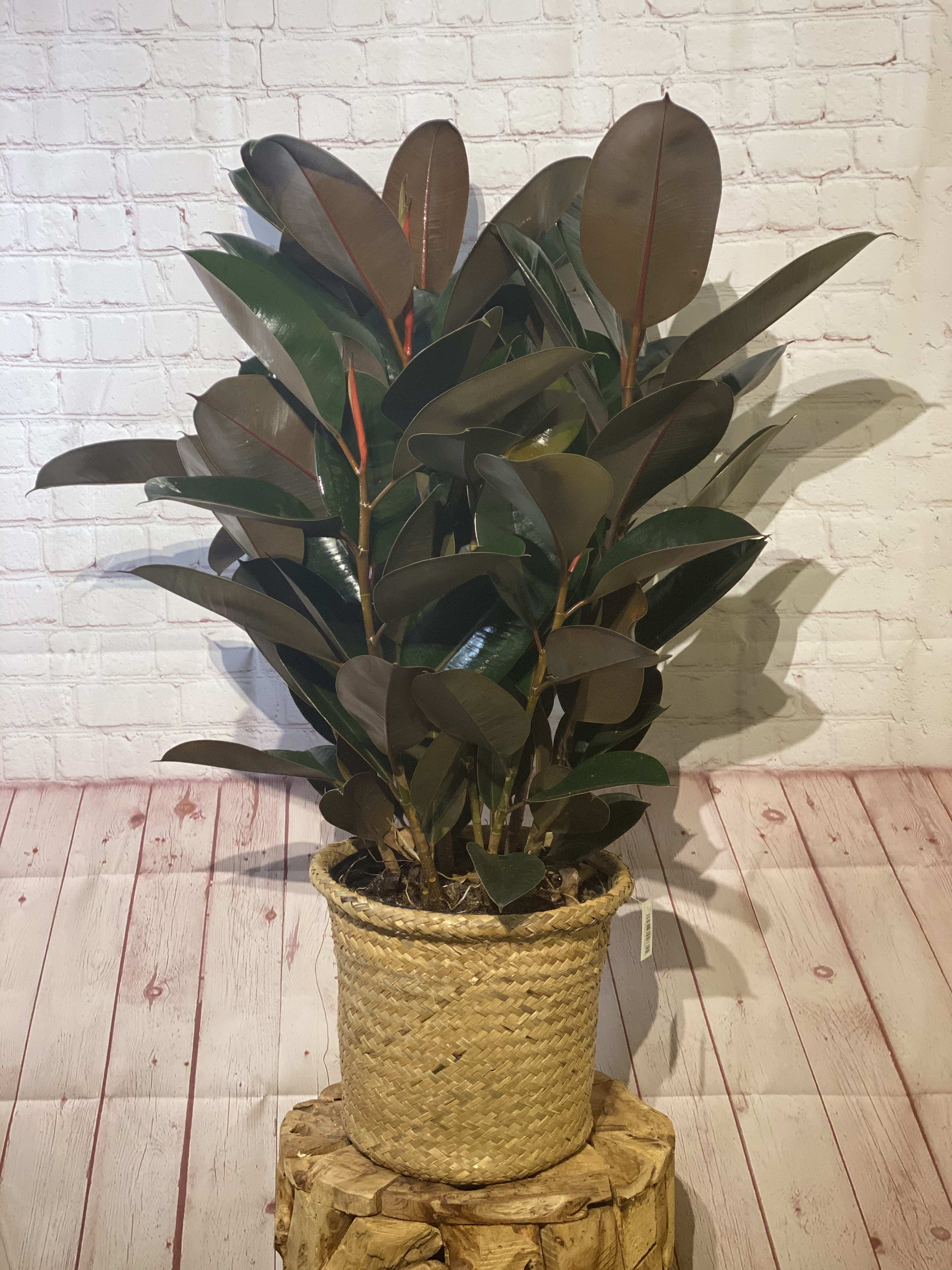 Potted rubber plant in a woven basket planter