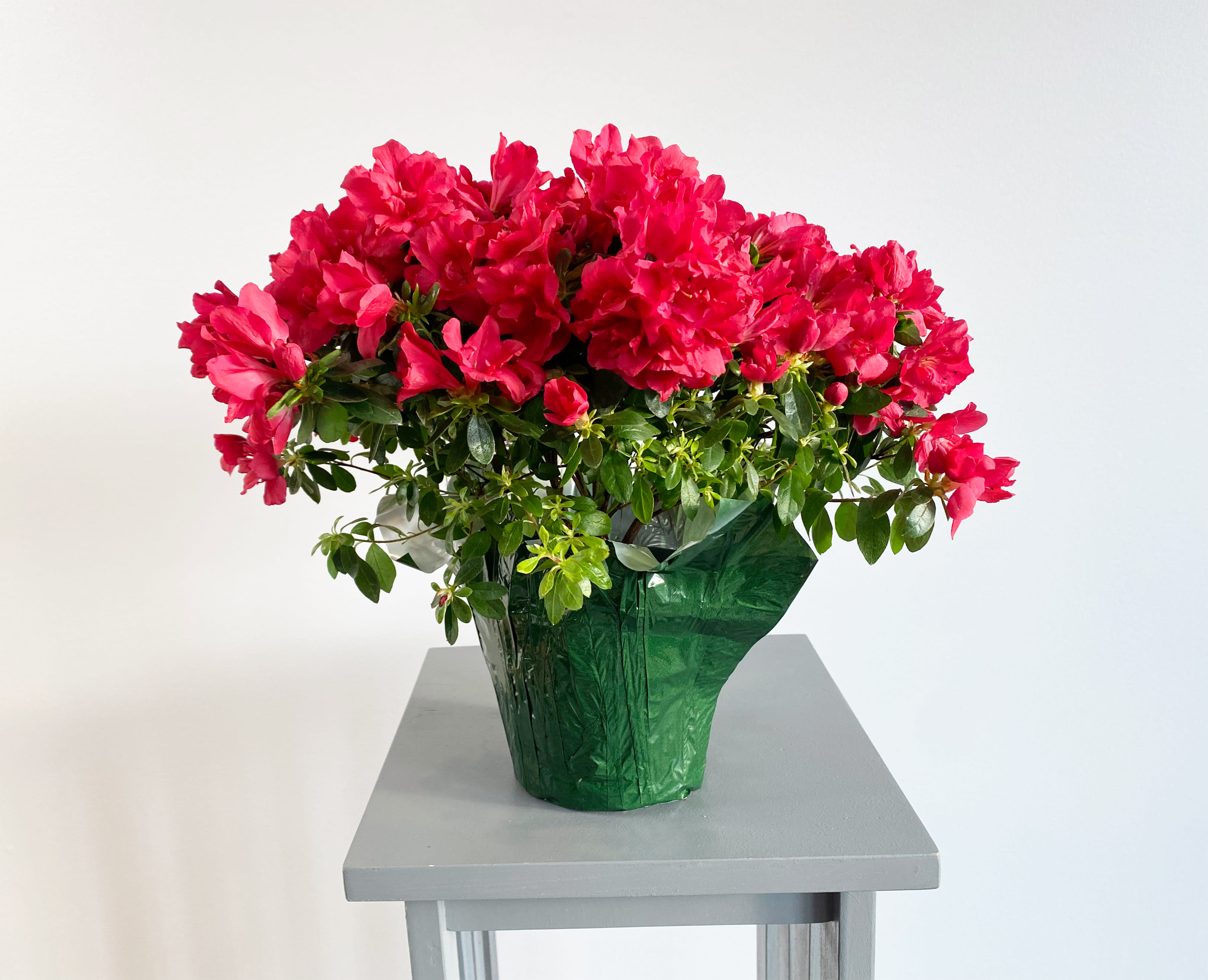 Bright pink flowering plant in a green-wrapped pot