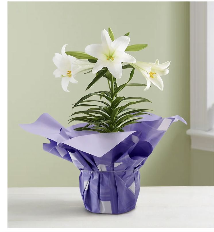 Potted white lilies wrapped in purple paper