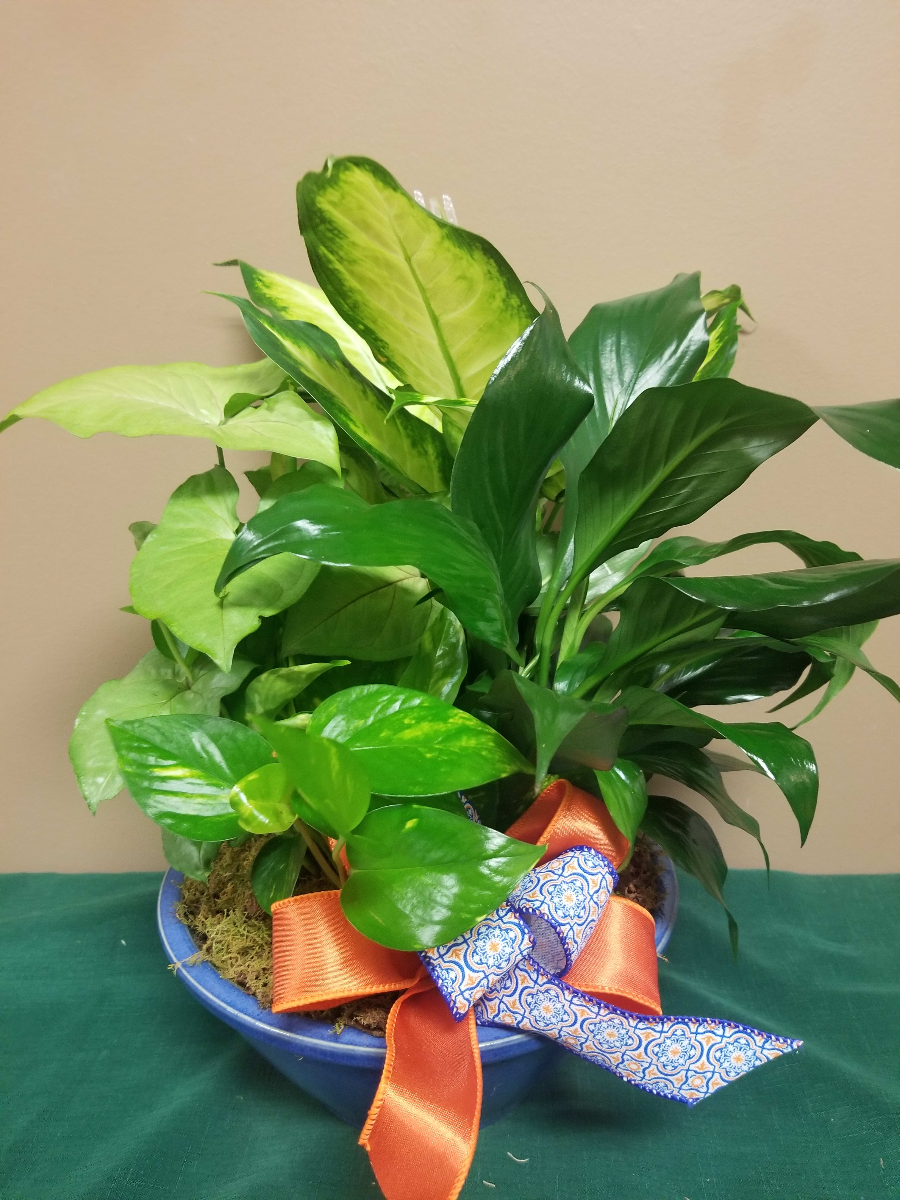 Potted green foliage arrangement in a blue bowl with orange and patterned ribbon