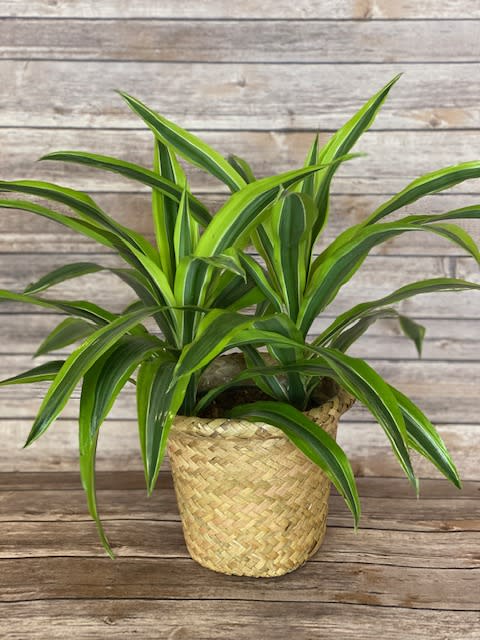 Dracaena  - The Dracaena Lemon Lime is a short, but striking plant with bright chartreuse and yellow leaves. Let the soil of this plant dry slightly between waterings. Brown tips are common with both over-watered and under-watered plants. Water when the top 1-2" of soil is dry. Place dracaenas where they will receive medium-to-bright indirect light. Too much sun will scorch the leaves, too little will leave the plant looking leggy and contribute to browning.  Approximately 18" t x 15" w  We take pride in delivering beautiful floral arrangements and plants to Davenport, Bettendorf, Rock Island, Moline, East Moline, Silvis, Hampton, Colona, Carbon Cliff, Coal Valley, and Milan. Whether you want to surprise a loved one or brighten someone's day, our efficient delivery service ensures your flowers arrive fresh and vibrant. Experience the joy of gifting flowers with our reliable local delivery service in the Quad Cities area.