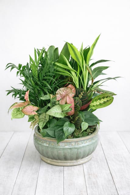 Mixed green houseplants arranged in a ceramic bowl planter
