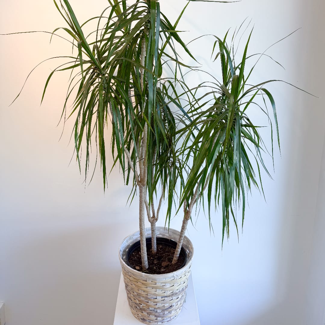Potted dracaena plant in a woven basket planter
