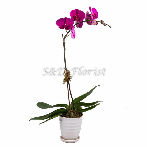 Potted orchid with bright pink blooms in a white ceramic pot