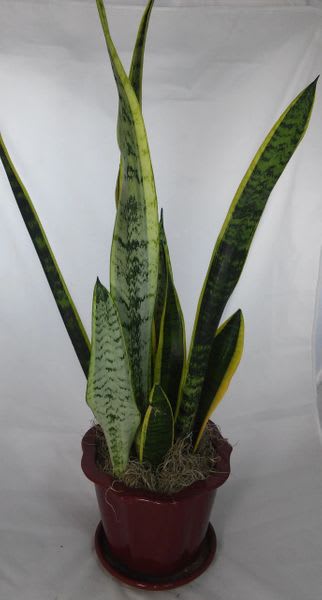Potted snake plant with tall variegated leaves in a red planter