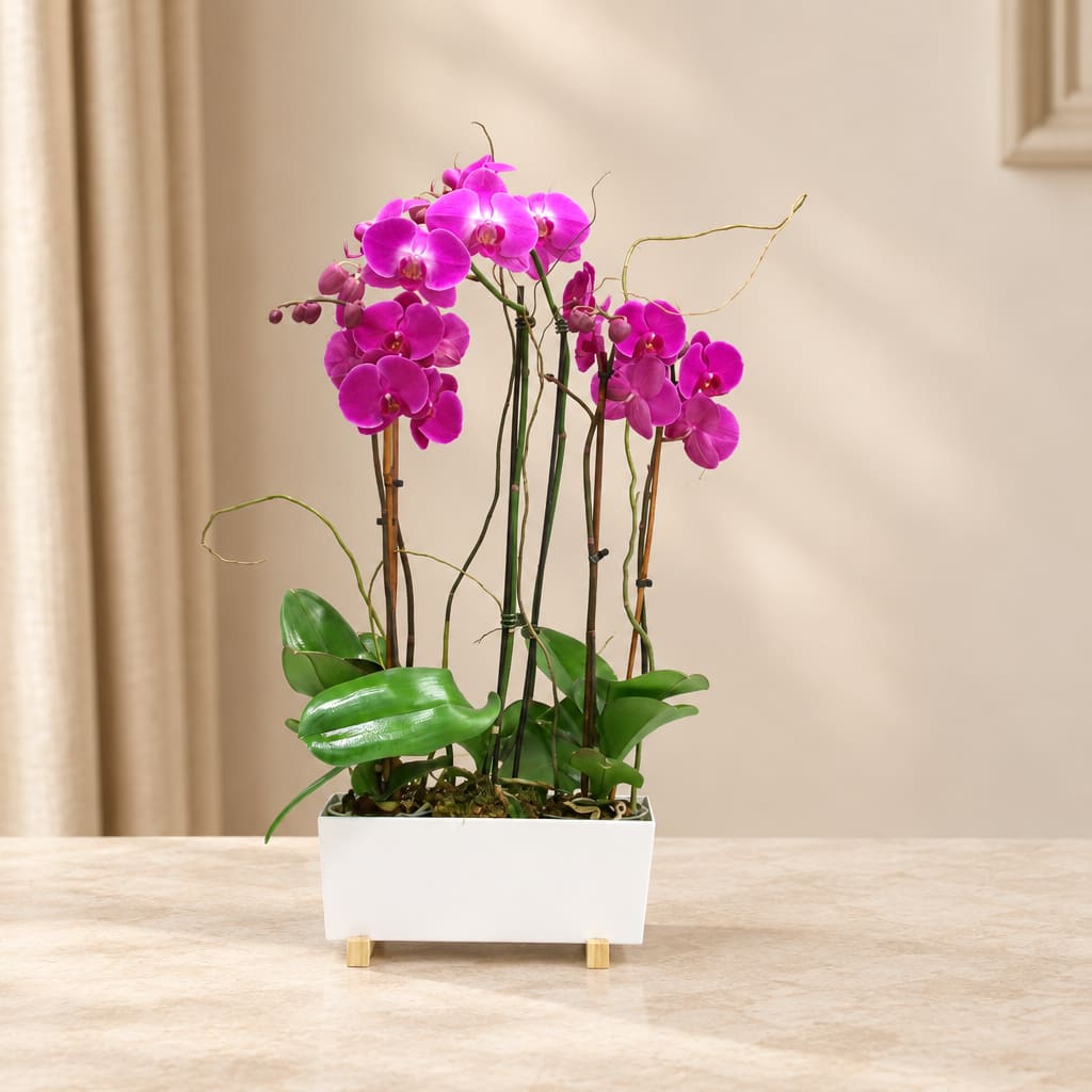 Pink orchids in a white rectangular planter on a table
