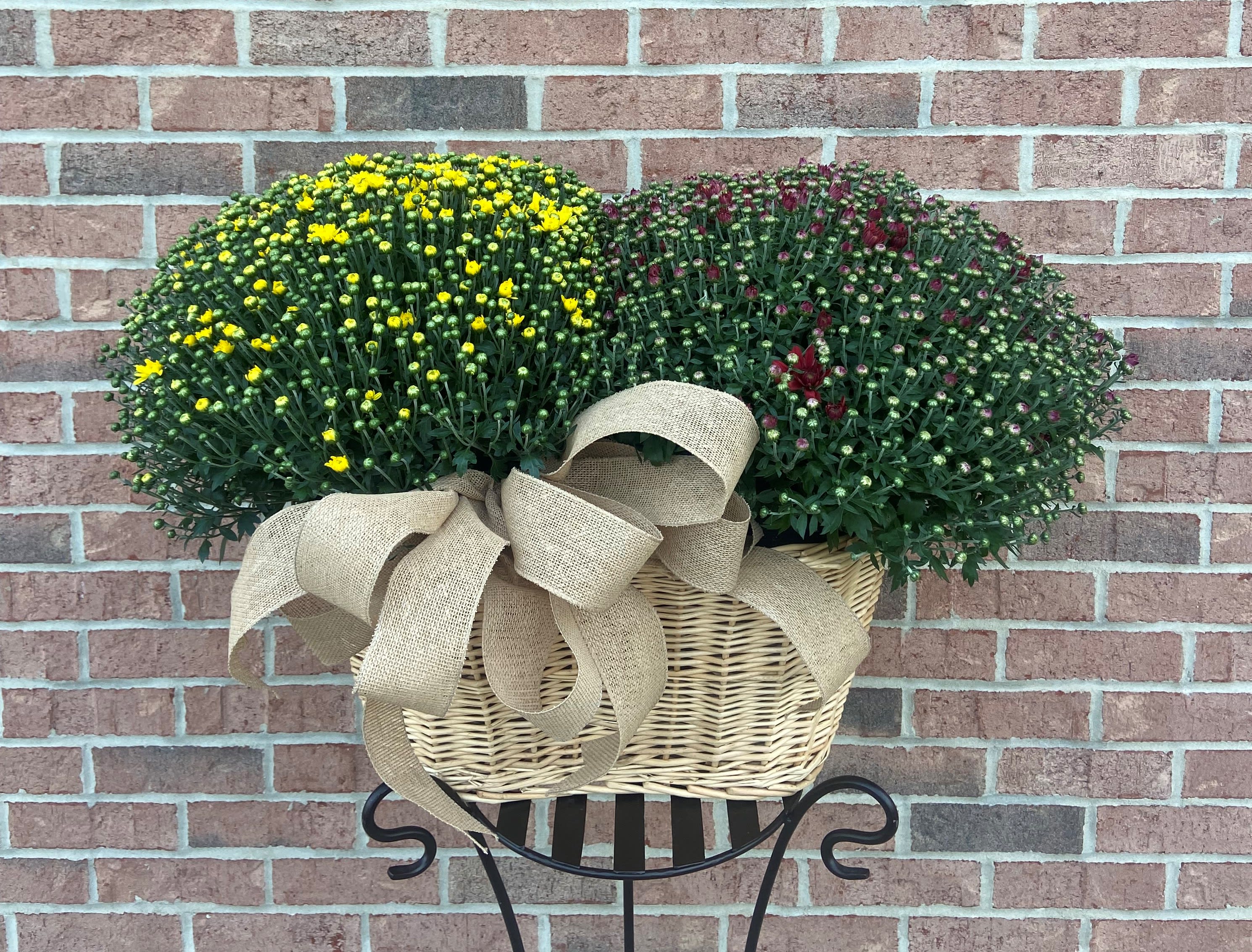 Two chrysanthemum mounds in a wicker basket with a burlap bow