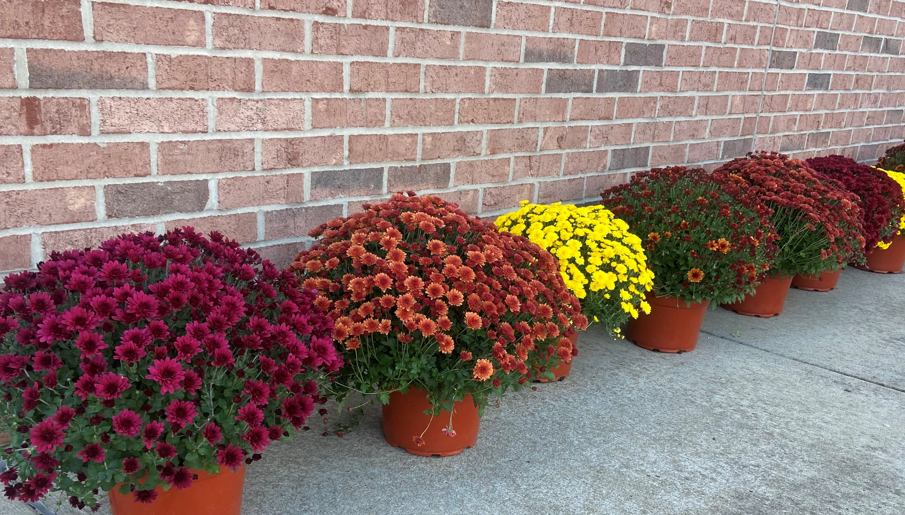 Rows of potted chrysanthemums in purple, orange, yellow, and red against a brick wall