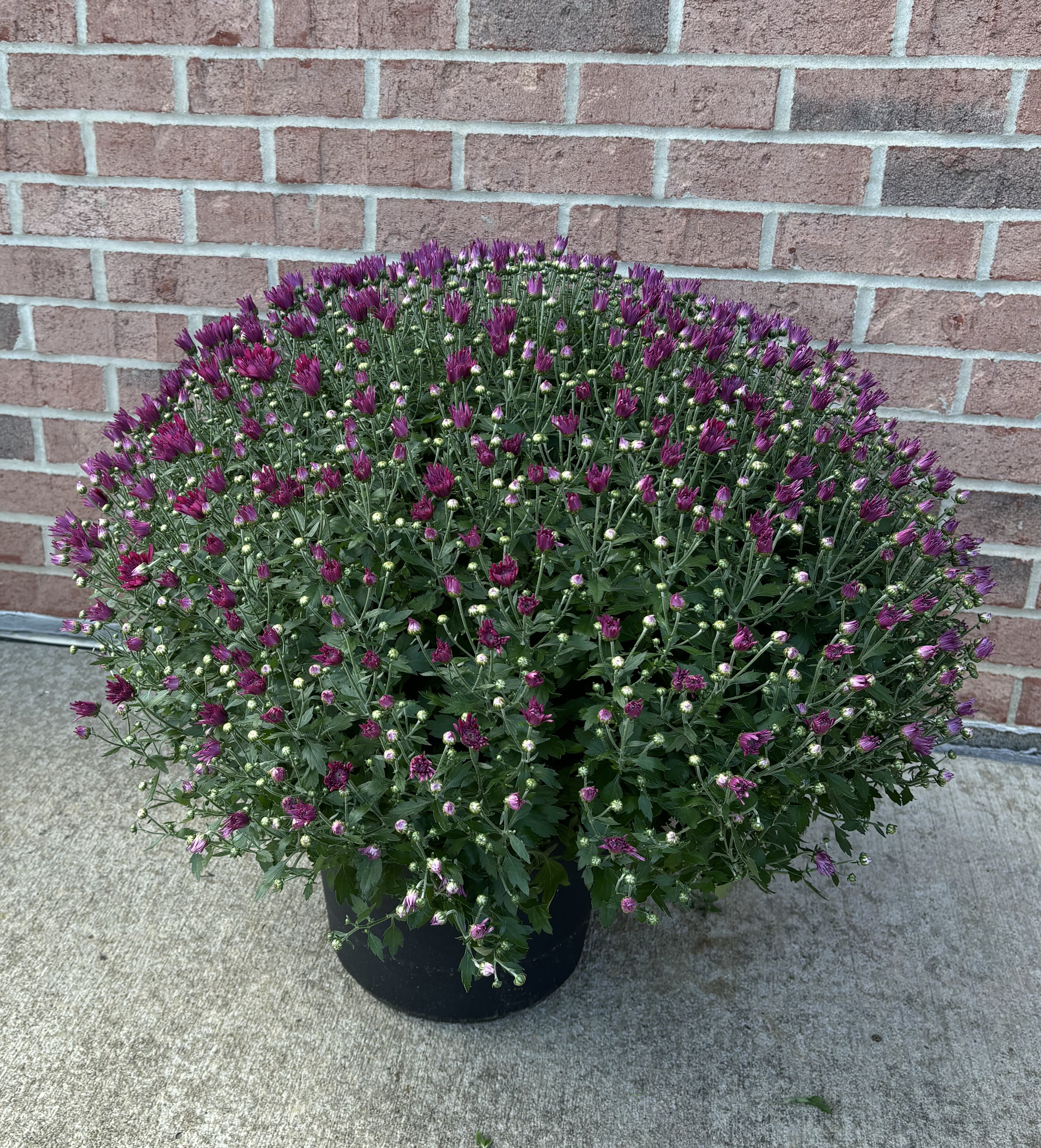 Potted purple chrysanthemum plant with many small blooms