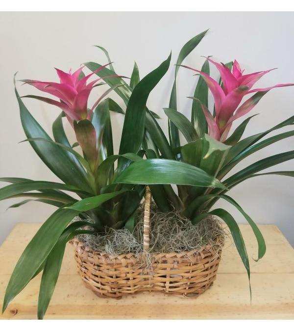Basket planter with two pink bromeliads and broad green leaves