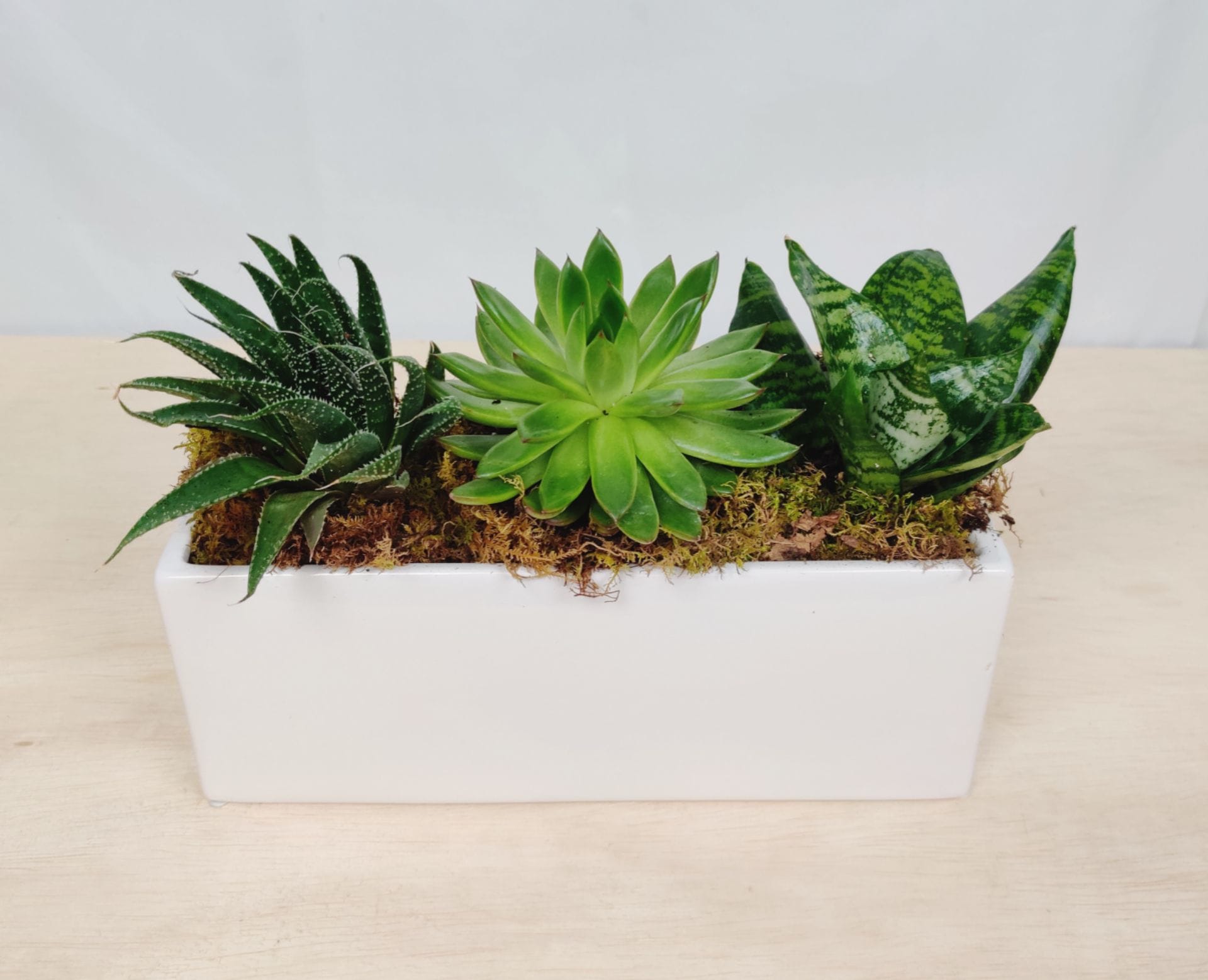 Three succulents in a white rectangular planter