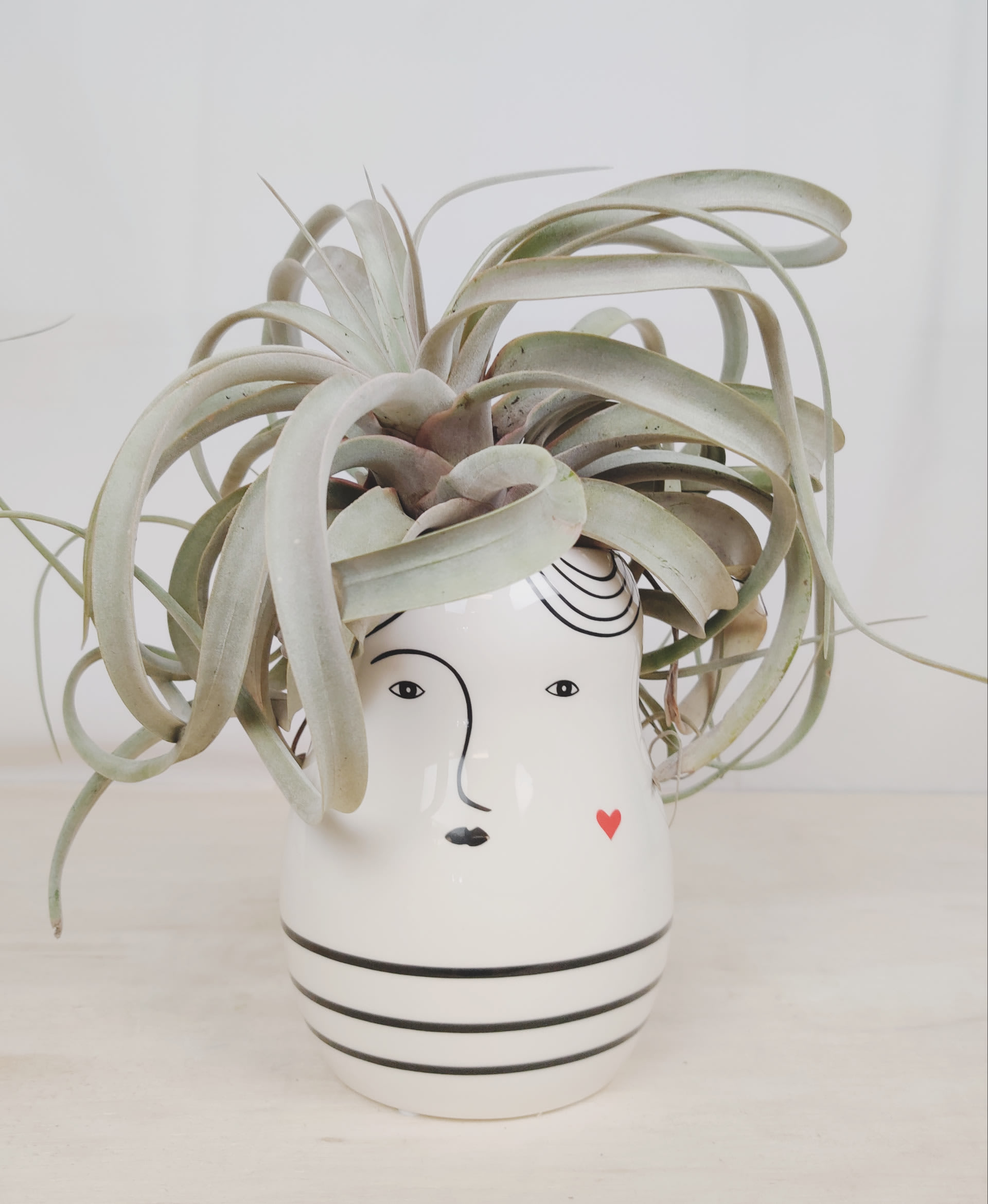 Air plant in a white face-shaped ceramic pot