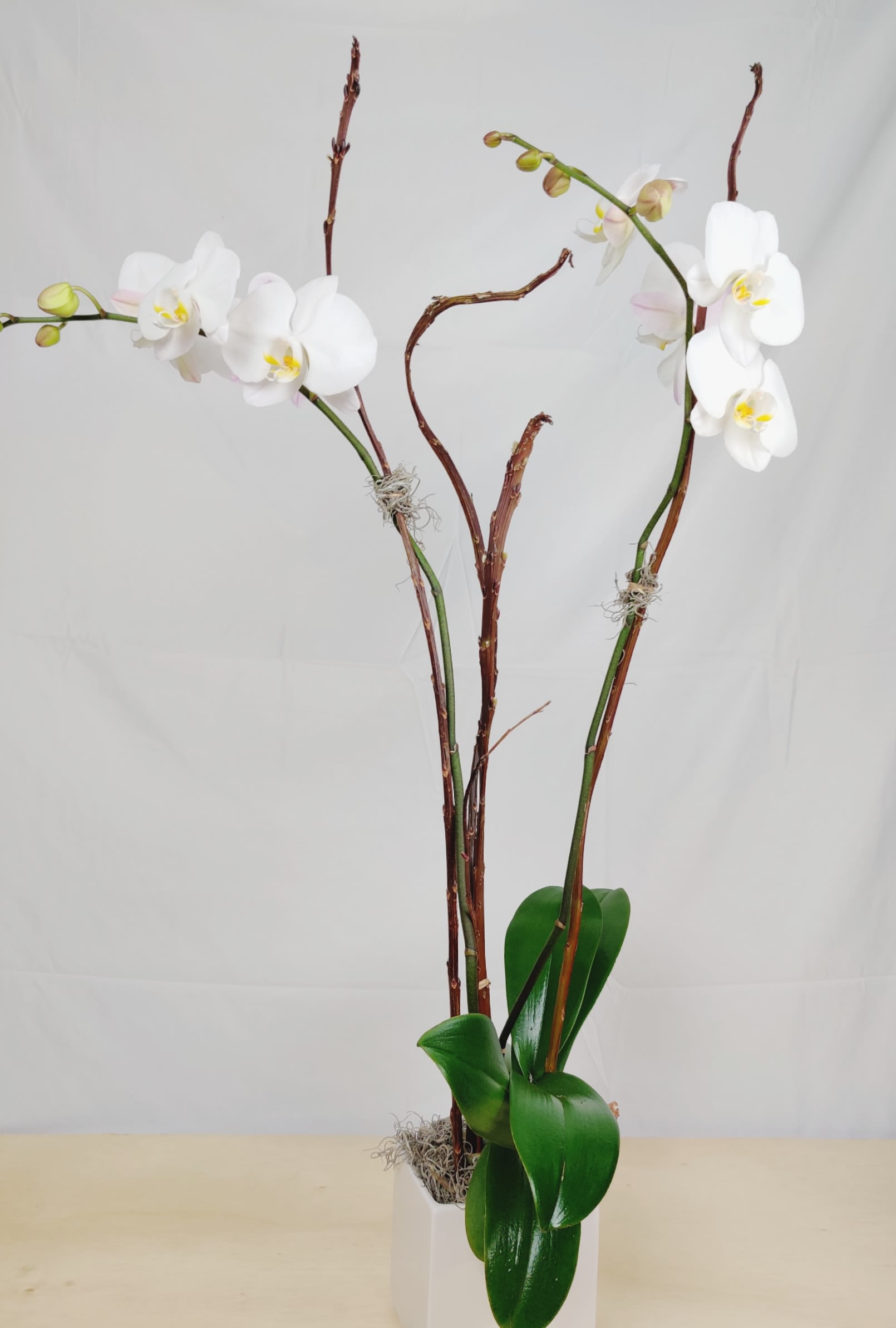 White orchids in a white square vase with glossy green leaves
