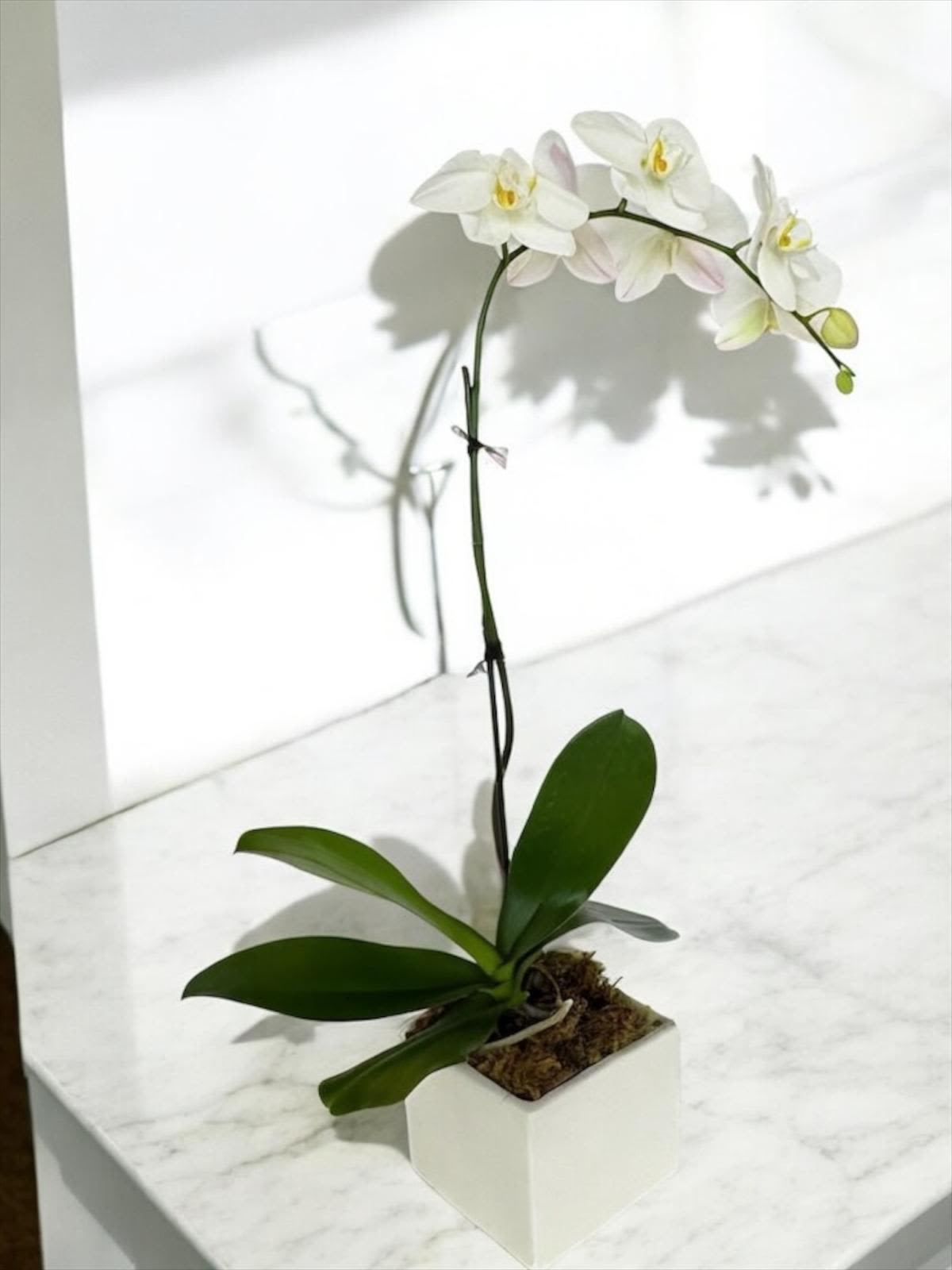 White orchid plant in a square white pot