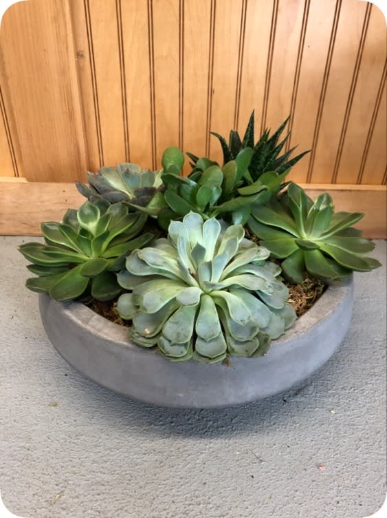 Potted succulent arrangement in a round gray planter