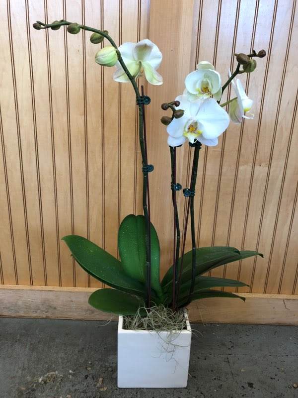 White orchid plant in a square white pot