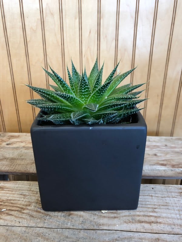 Potted succulent in a black square planter