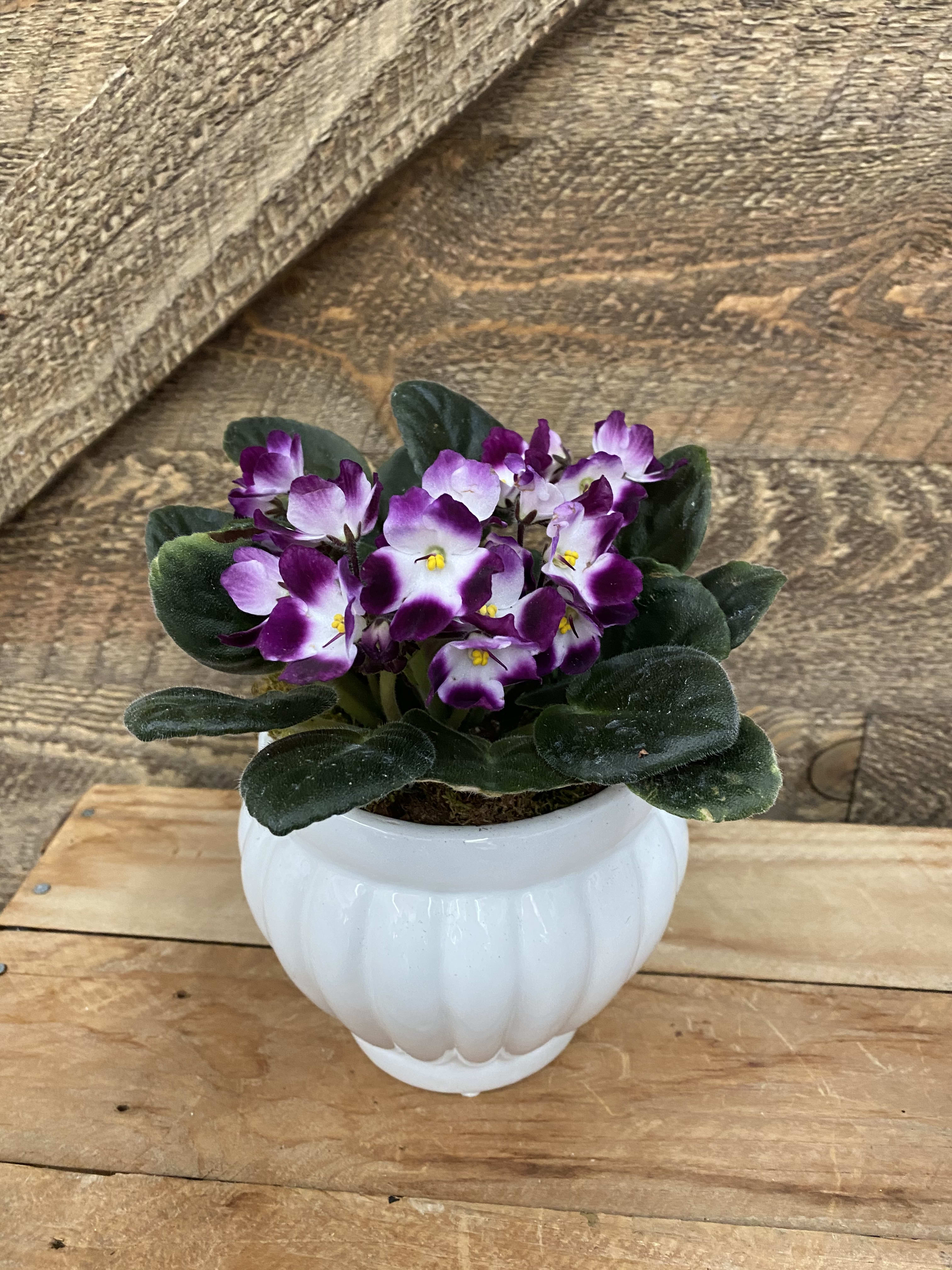 Purple and white African violet in a white ceramic pot